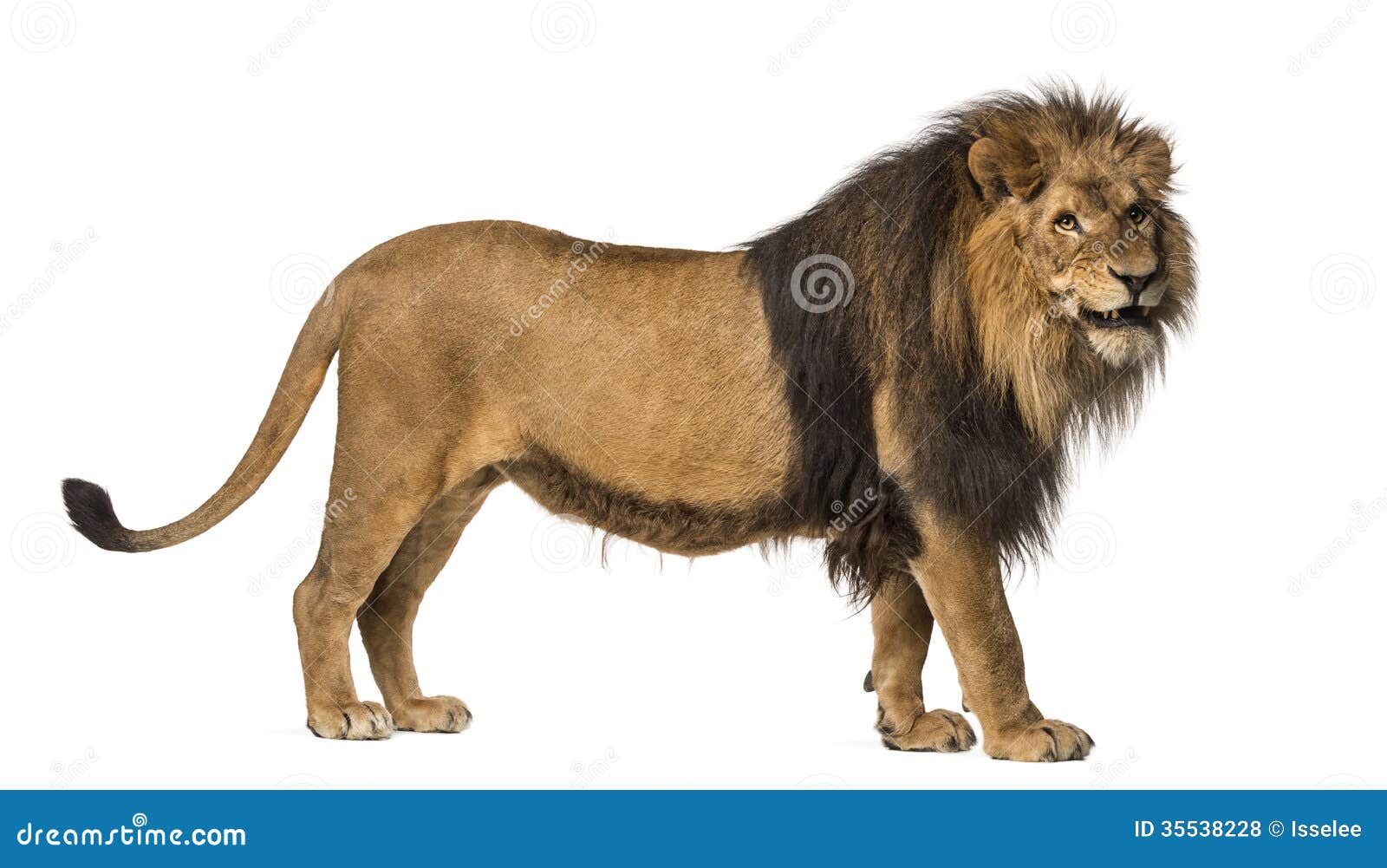 http://thumbs.dreamstime.com/z/close-up-lion-roaring-panthera-leo-years-old-isolated-white-35538228.jpg