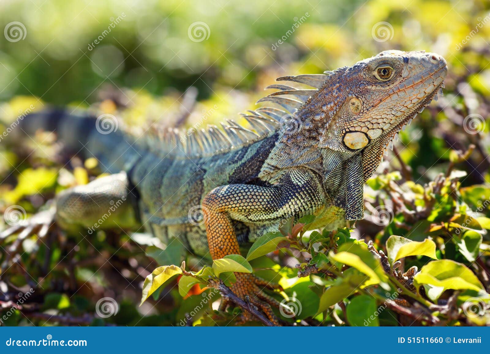 iguana natural habitat