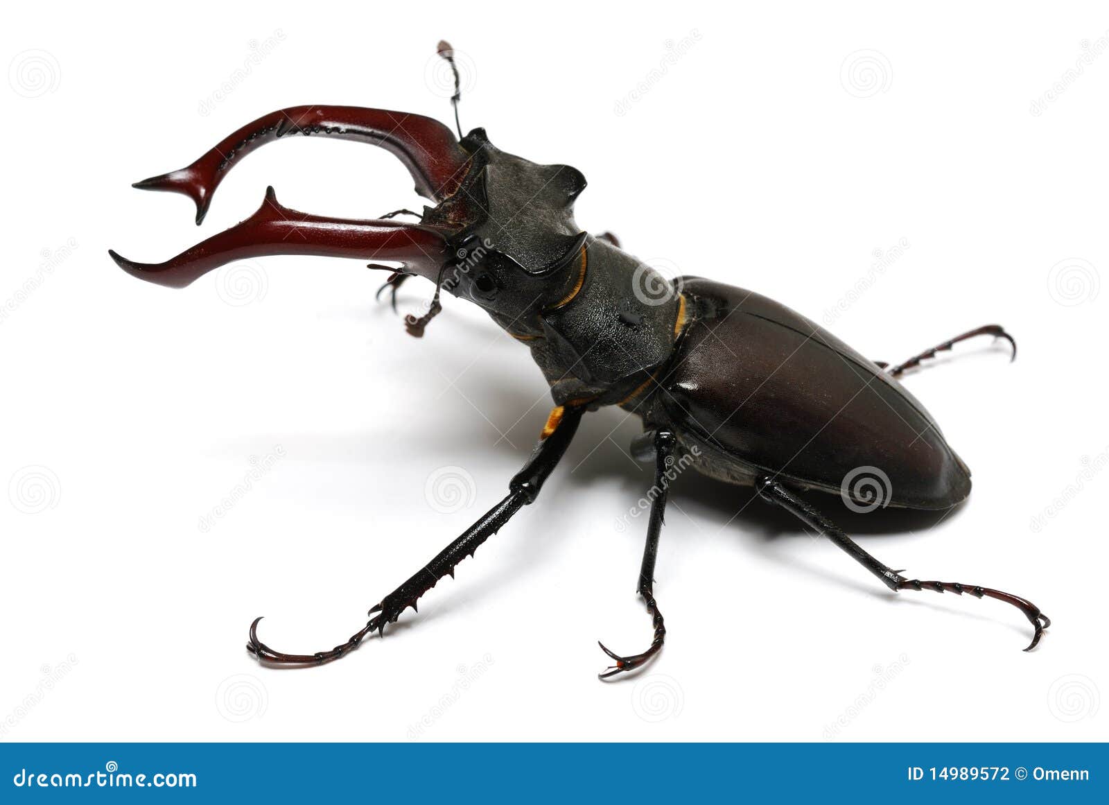 http://thumbs.dreamstime.com/z/close-up-photo-big-stag-beetle-14989572.jpg