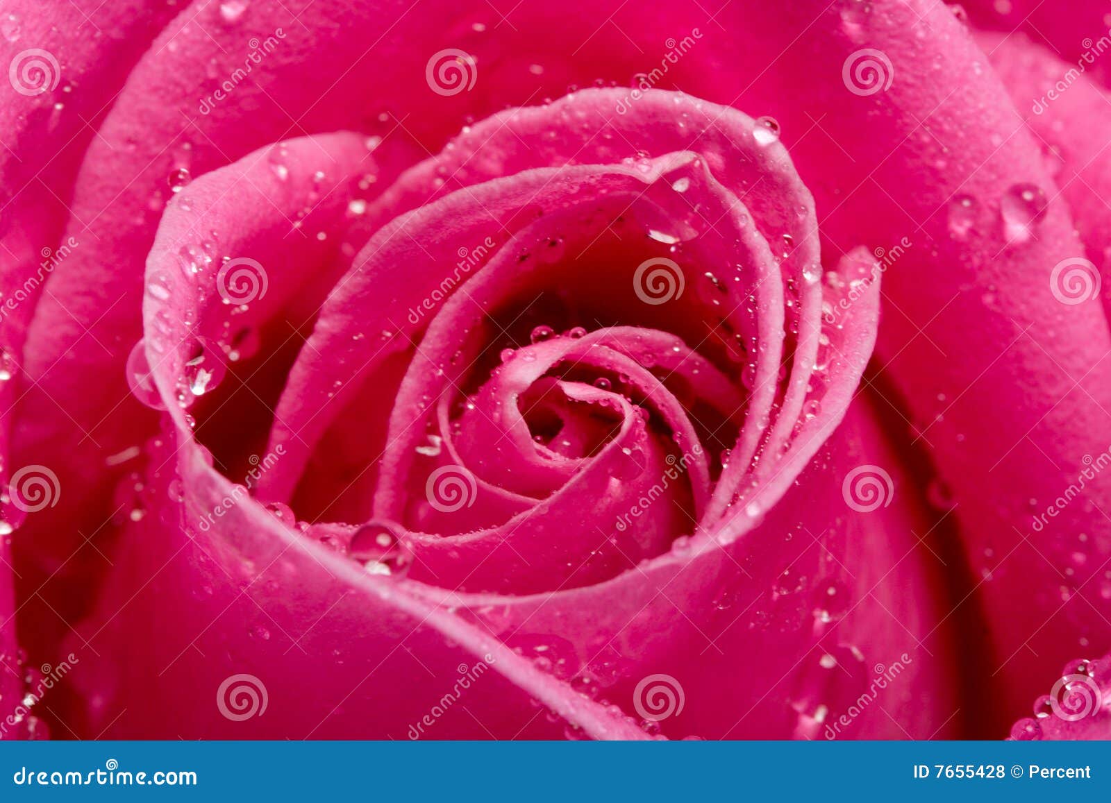 Pink Rose With Water Drops