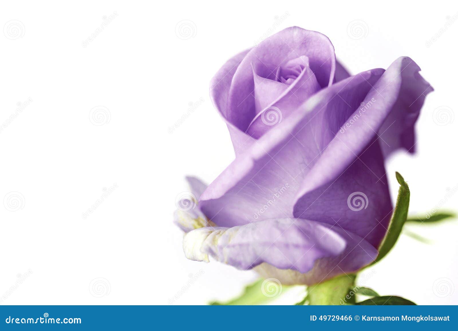 Purple Rose White Background