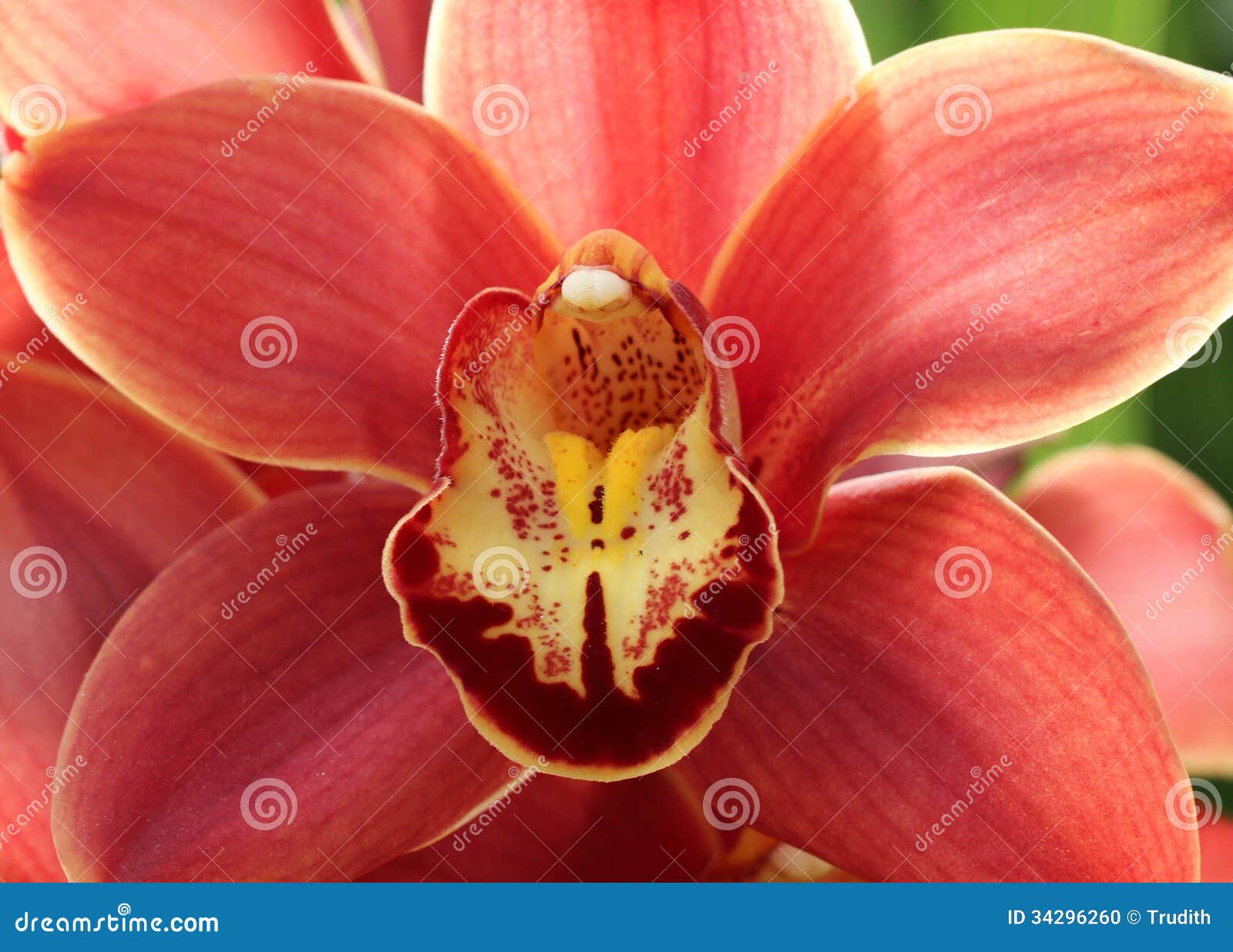 Red Orchid Flower