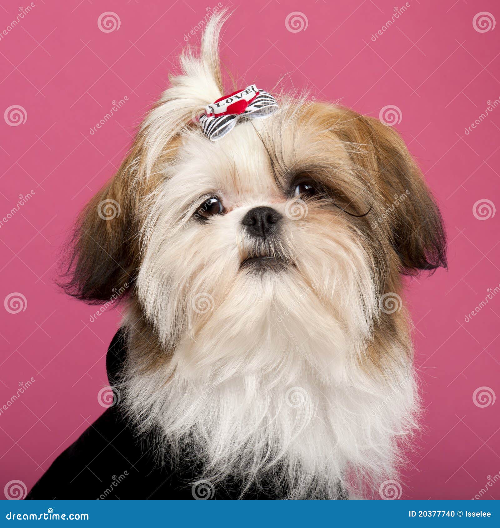 5 month shih tzu up of shih tzu 5 months stock photo image 20377740 5 month shih tzu up of shih tzu 5 months stock photo image 20377740