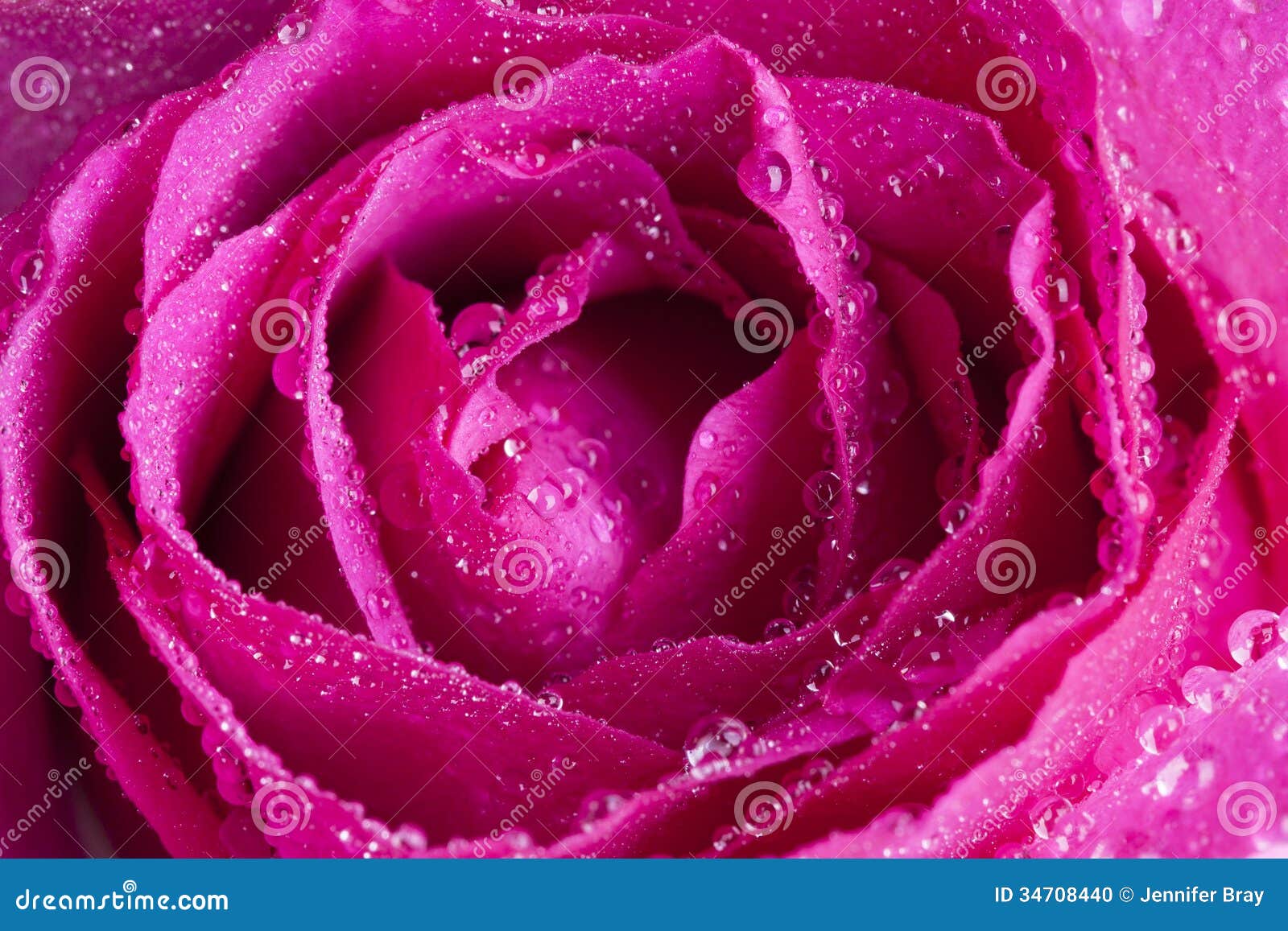 Pink Rose With Water Drops And Stem