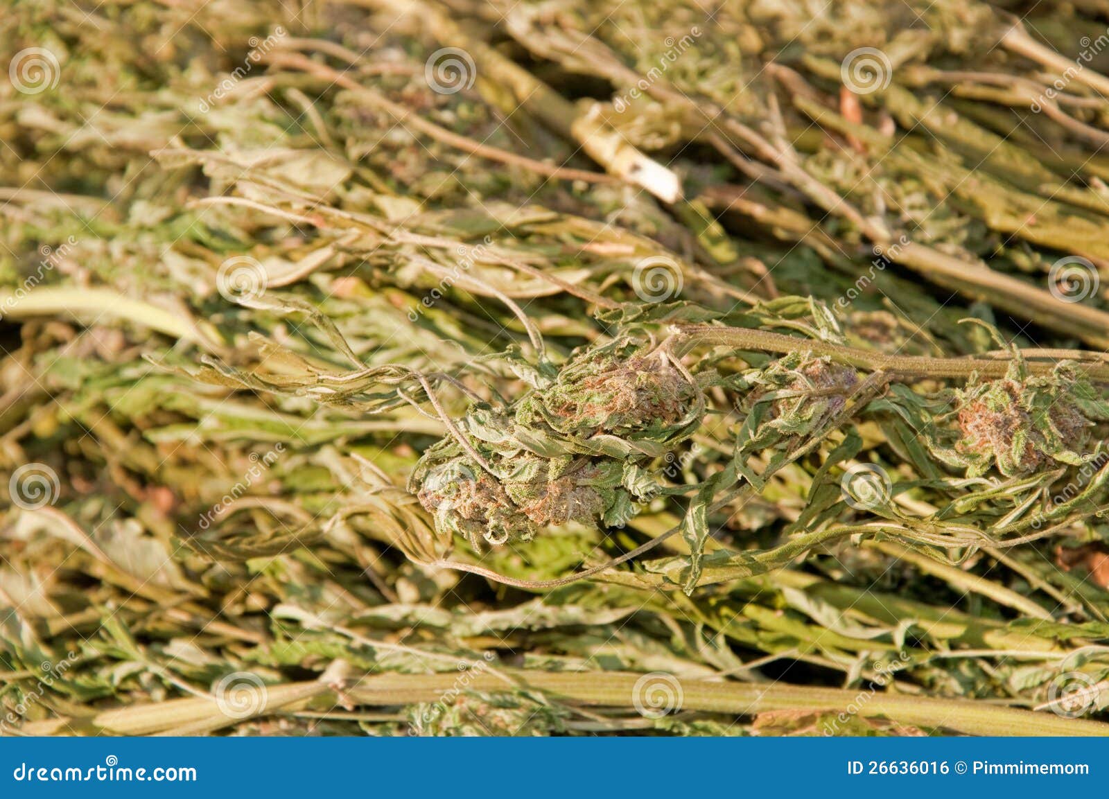 Closeup Image Of A Large Bundle Of Marijuana Royalty Free Stock Image