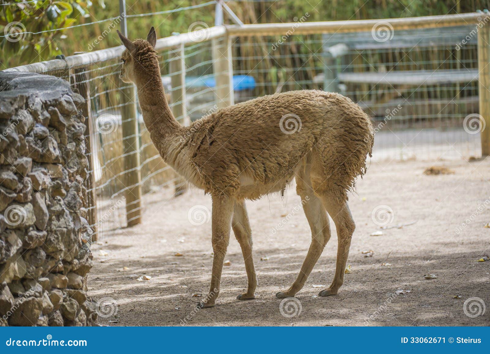 Pictures of animals at the zoo