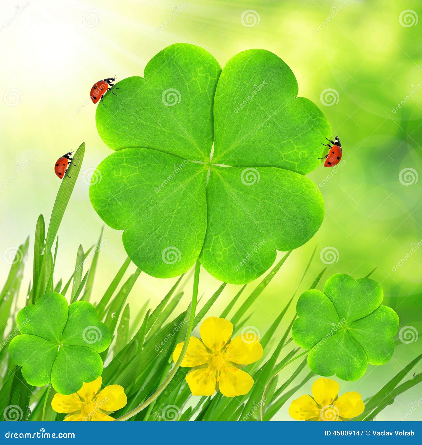 clover-leaf-ladybugs-green-grass-45809147.jpg