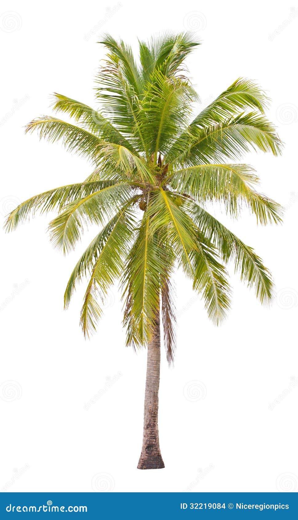 Coconut Palm Tree. Stock Images  Image: 32219084