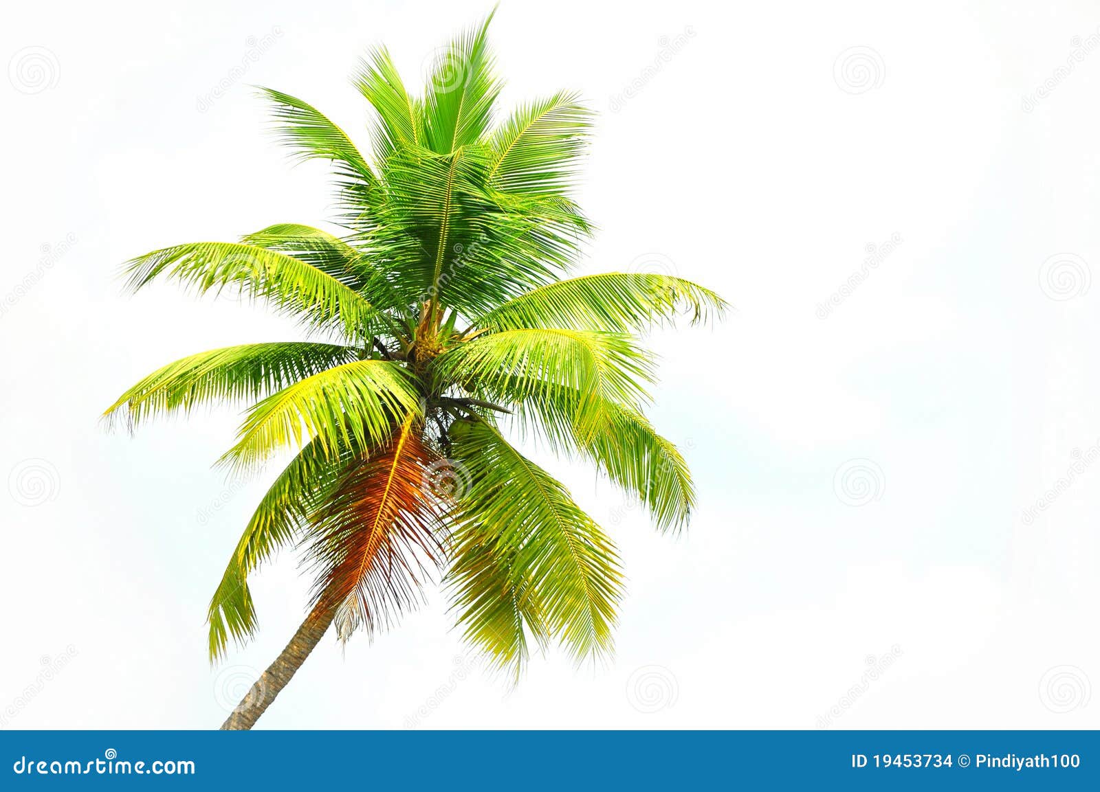 Coconut Tree Stock Images  Image: 19453734