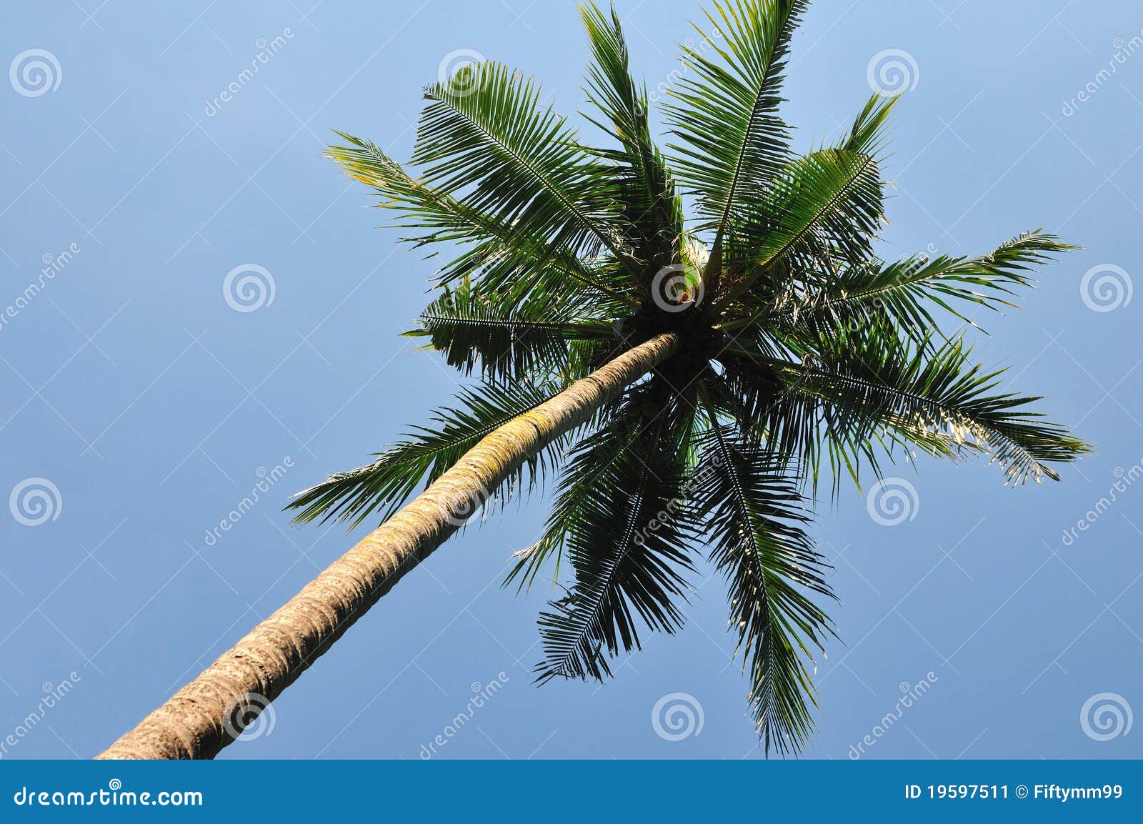 Single tall coconut tree from tropical island singapore.