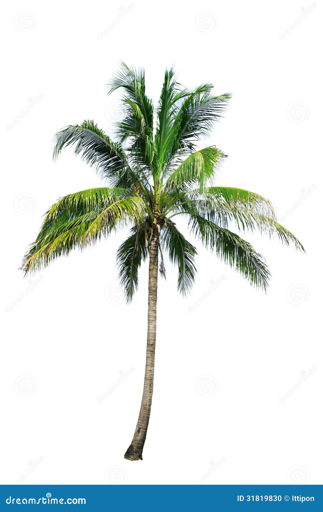 Coconut Tree Stock Photo  Image: 31819830