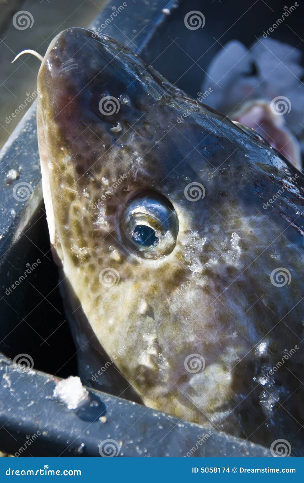 Cod Head Stock Images Image 5058174