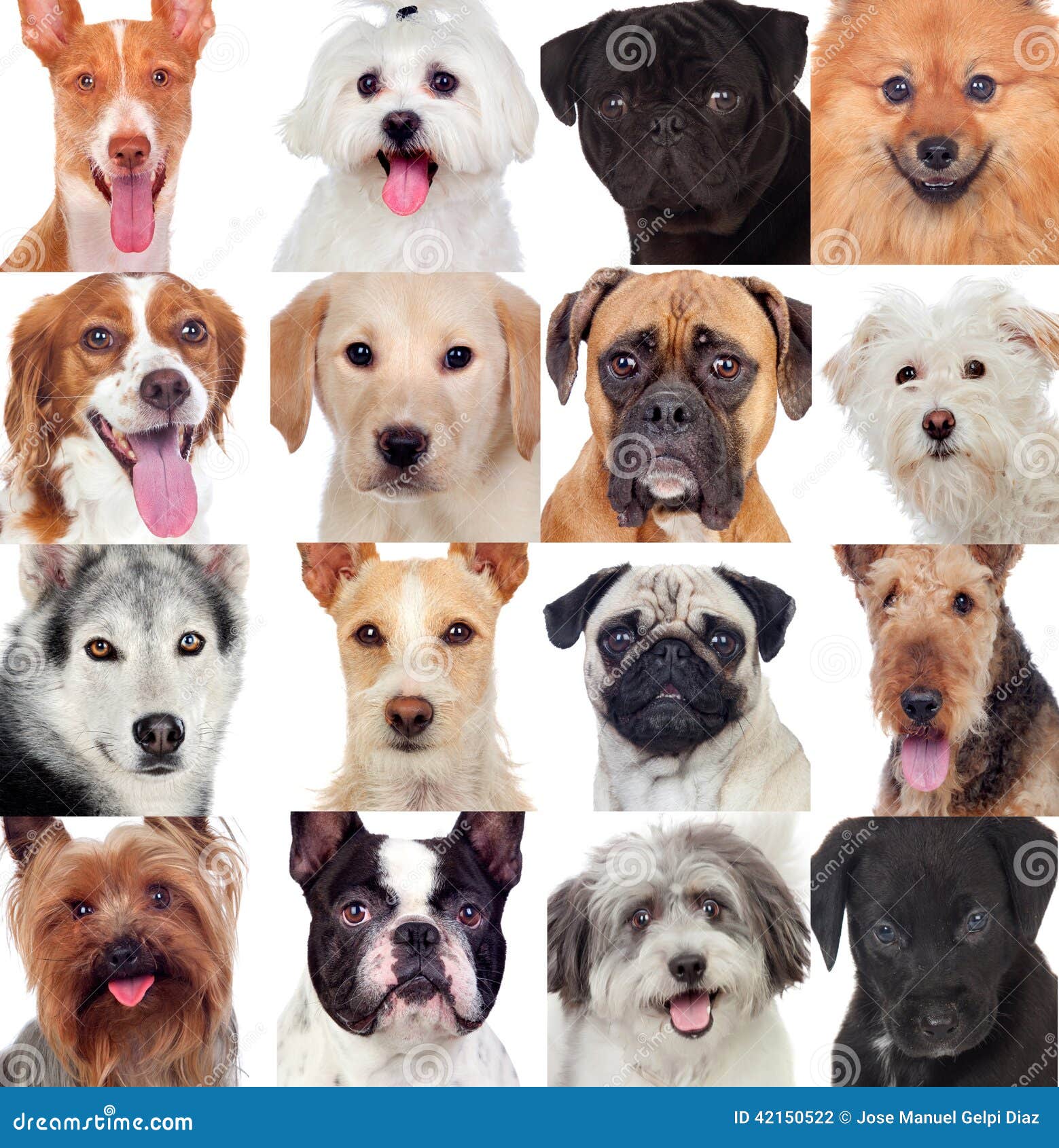 collage-many-dogs-isolated-white-background-42150522.jpg (1357×1300