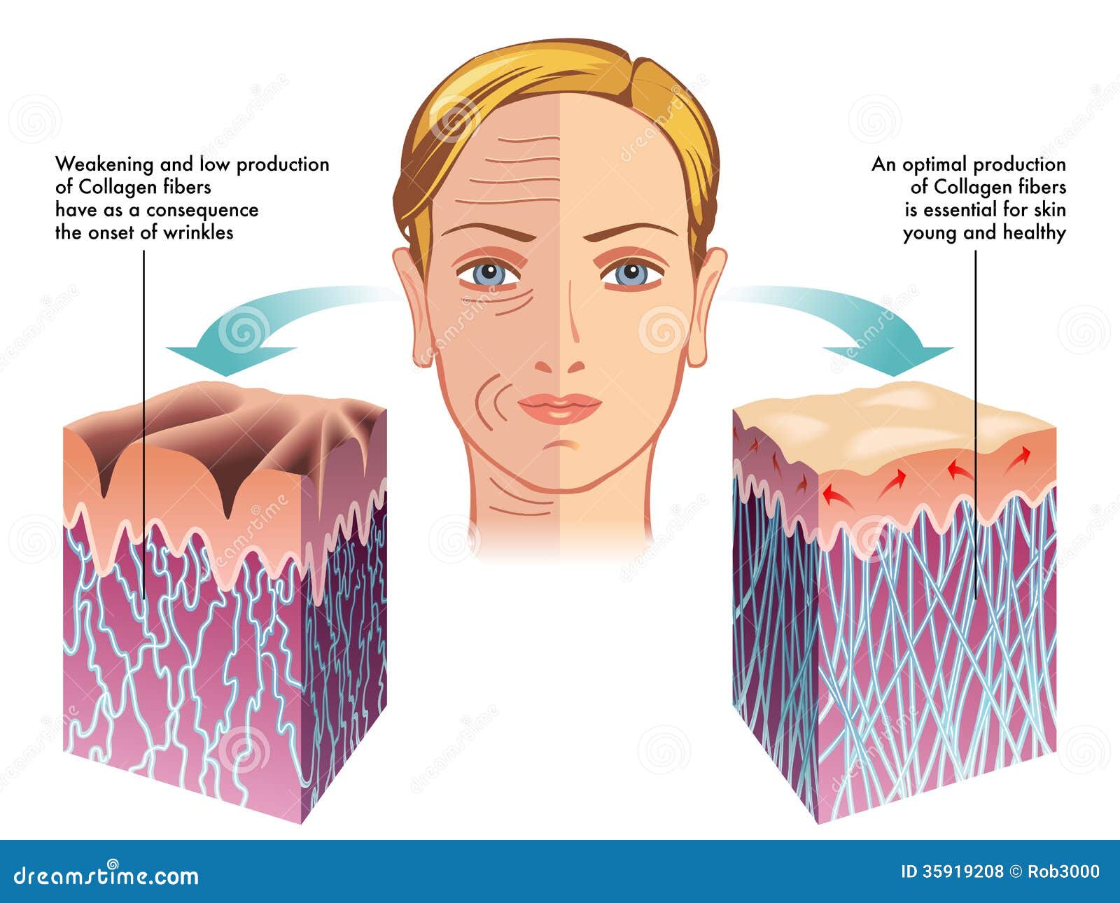 The Procedure Of The Skin