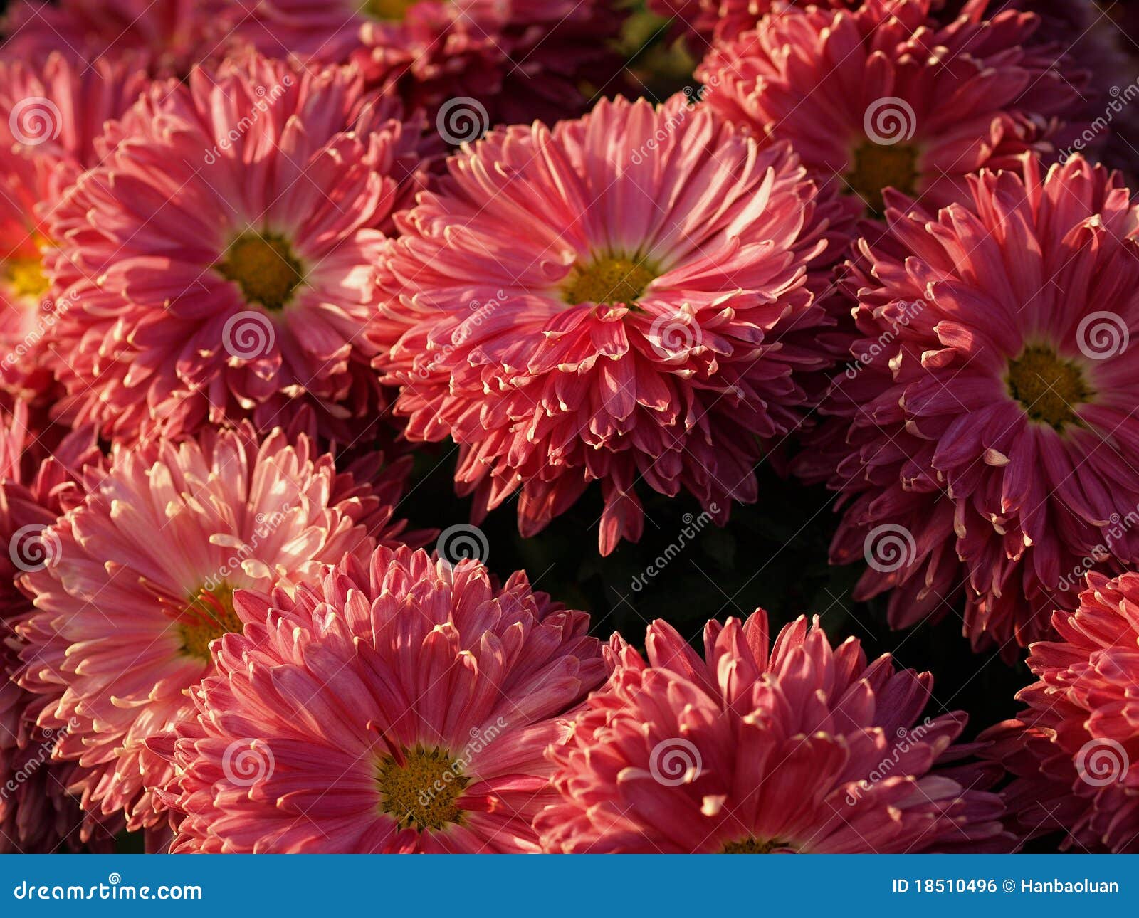 Color Chrysanthemum Royalty Free Stock Image  Image: 18510496