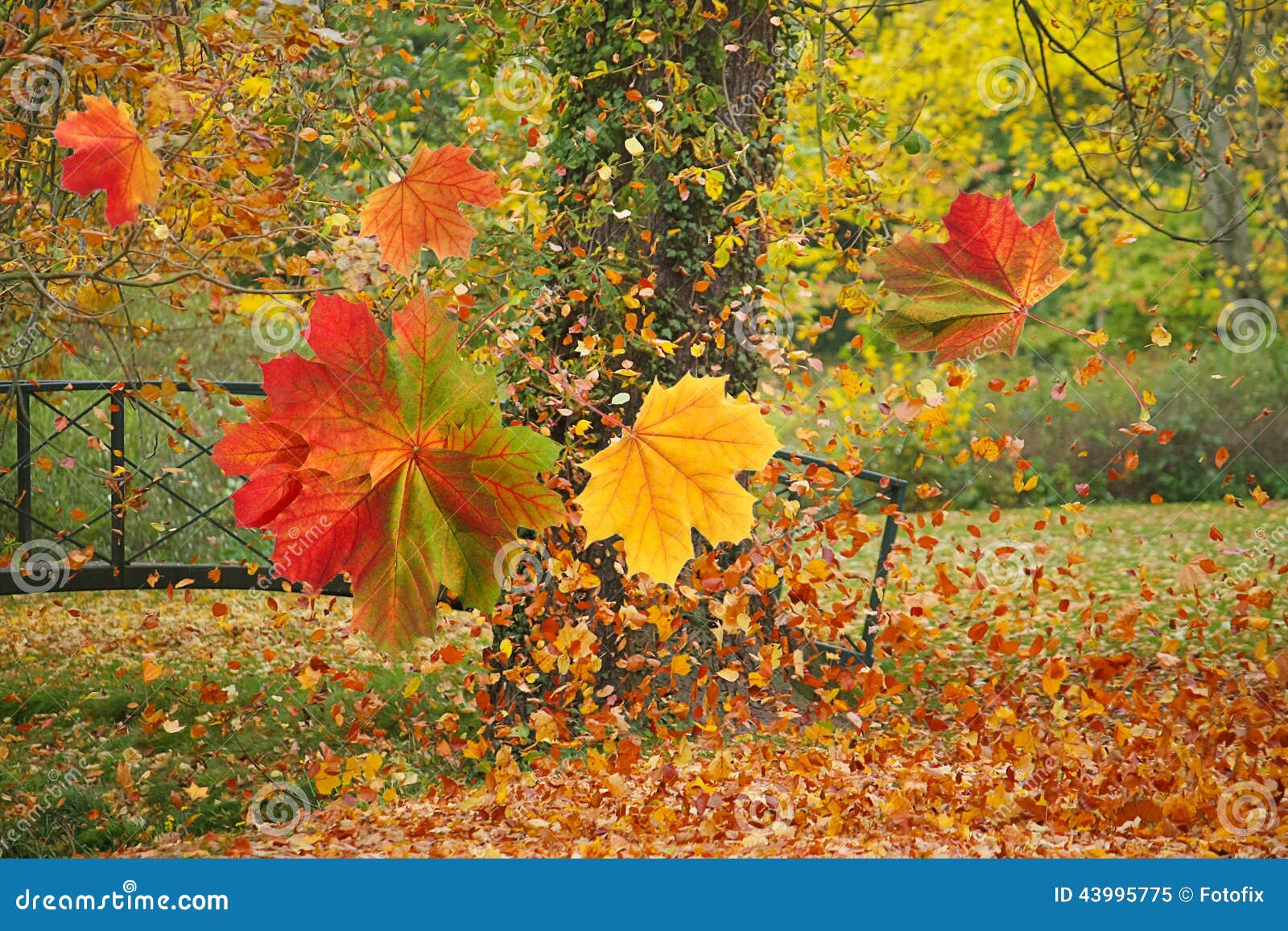 colorful leaves in autumn park stock photo image 43995775 colorful leaves in autumn park stock photo image 43995775