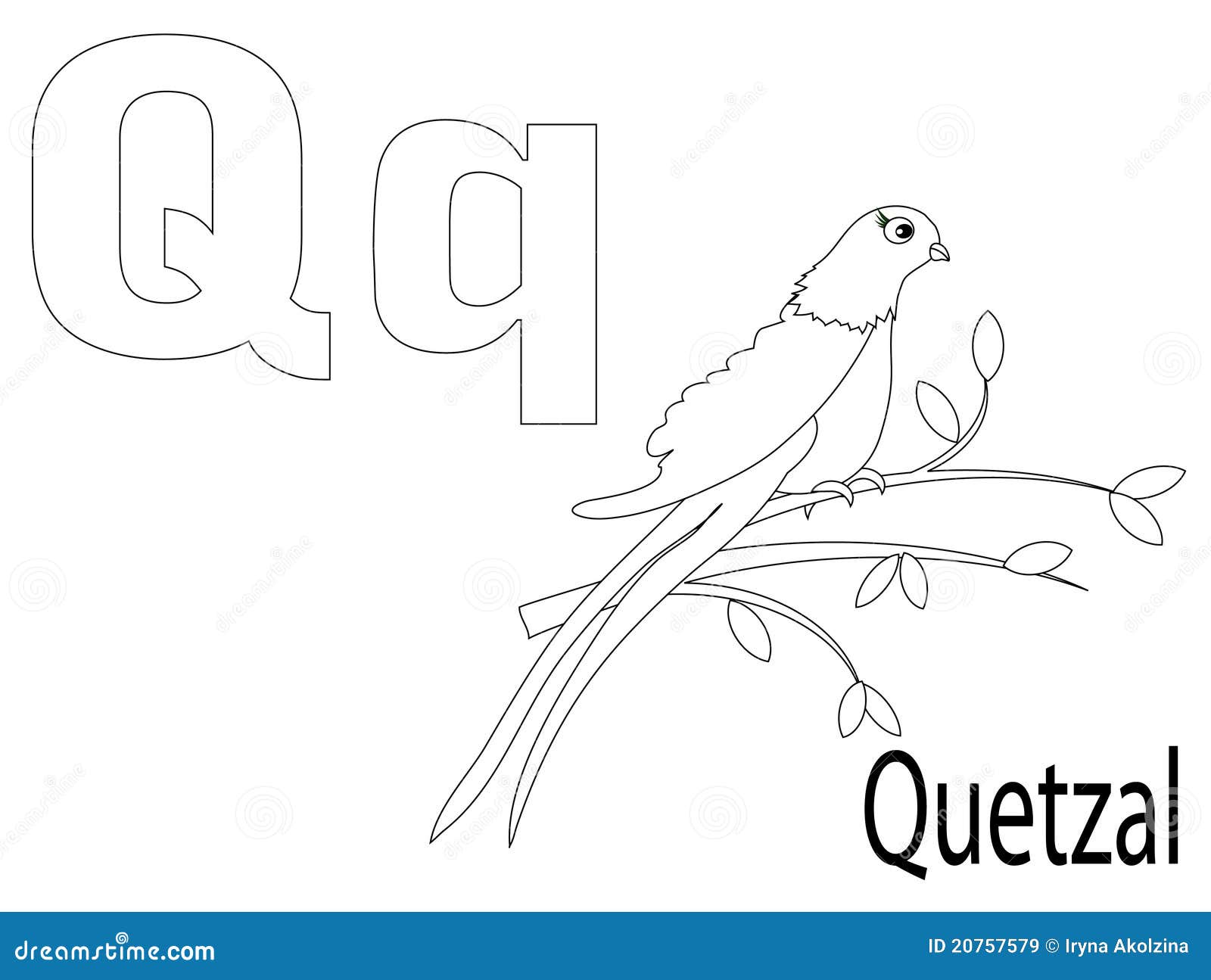 quetzals of guatemala coloring pages - photo #35