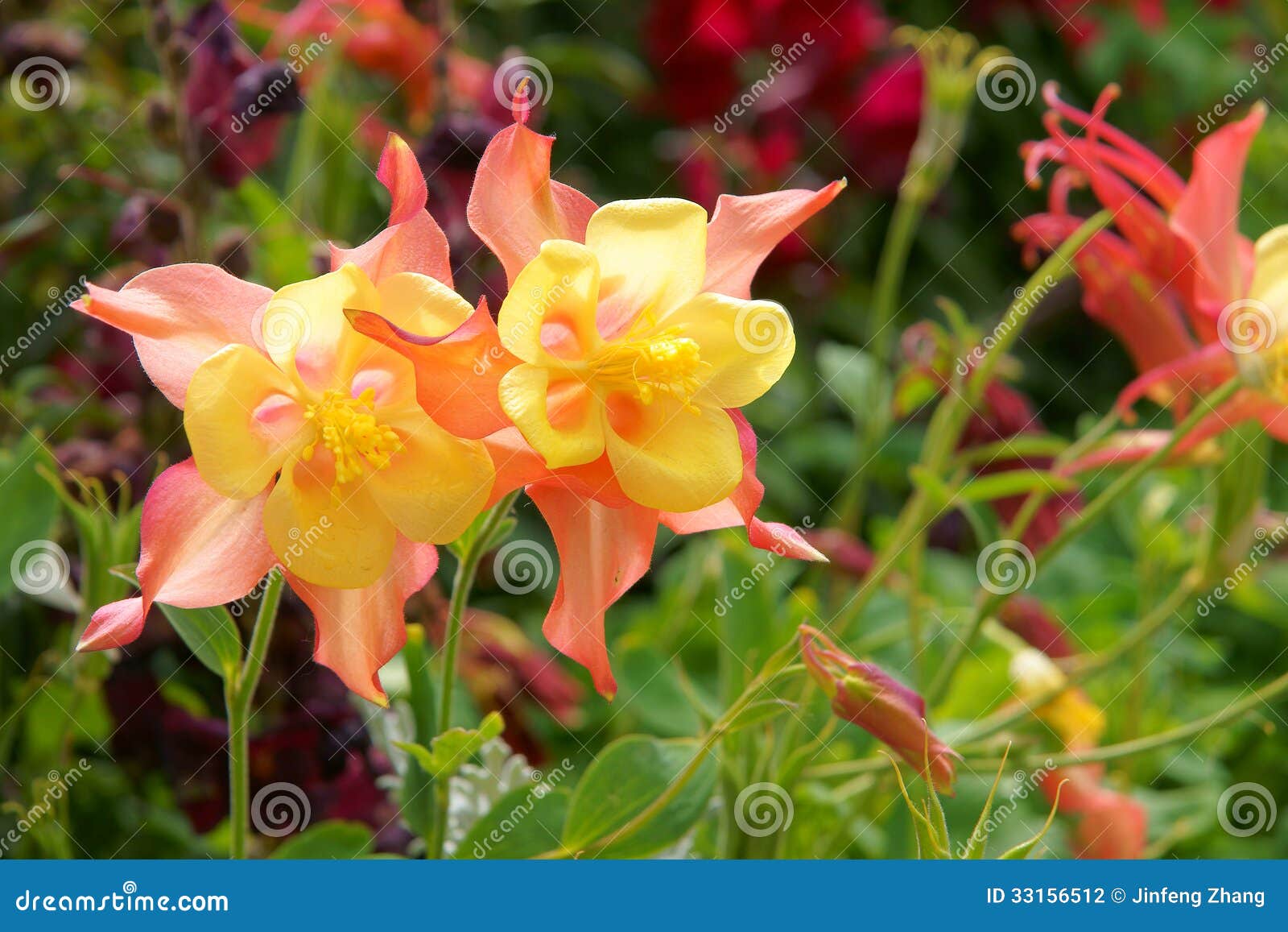 columbine flowers my green thumb pinterest columbine flowers my green thumb pinterest