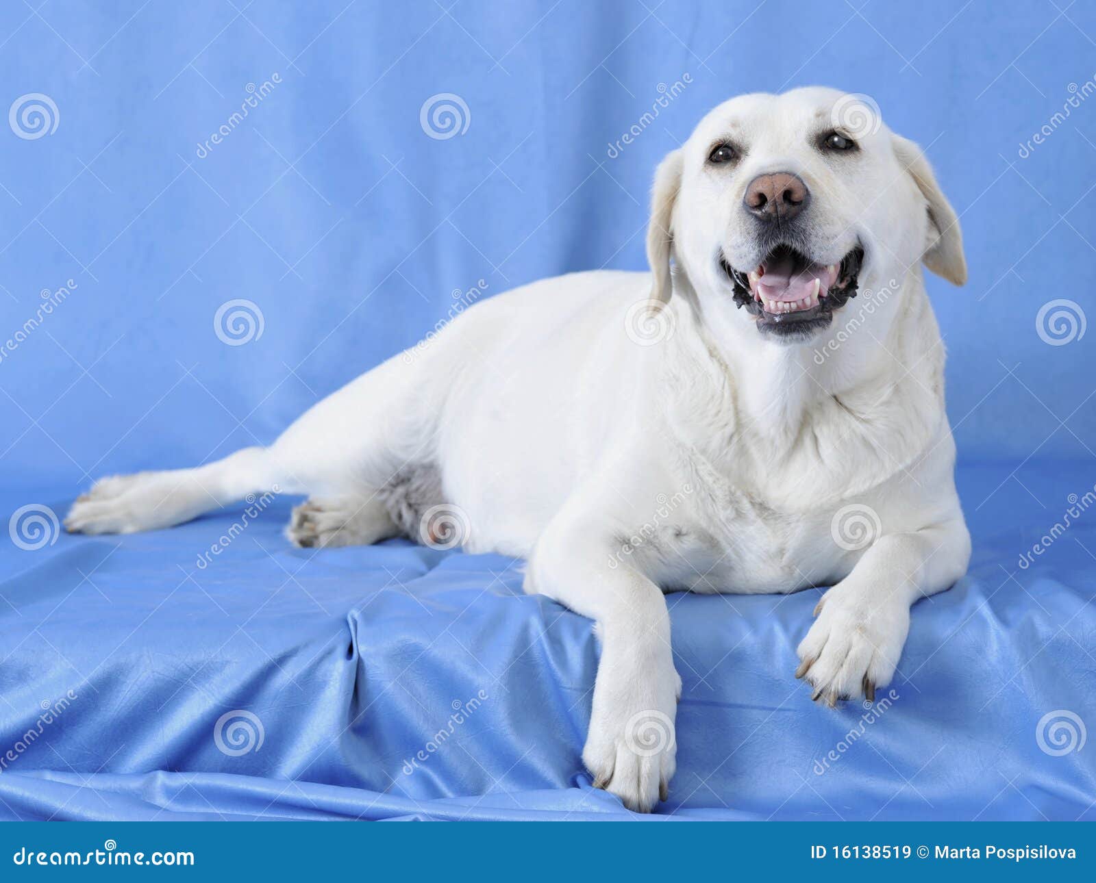 comfort-dog-16138519.jpg