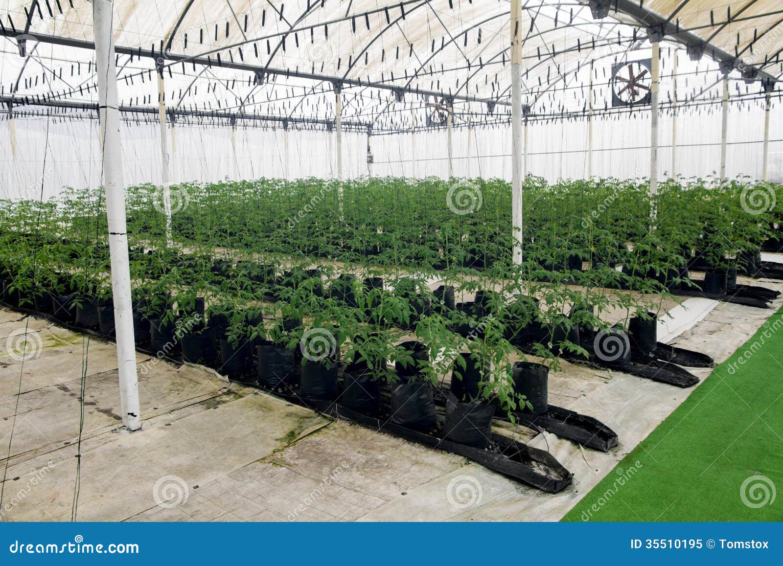 Commercial Greenhouse With Hydroponics Royalty Free Stock Photo ...