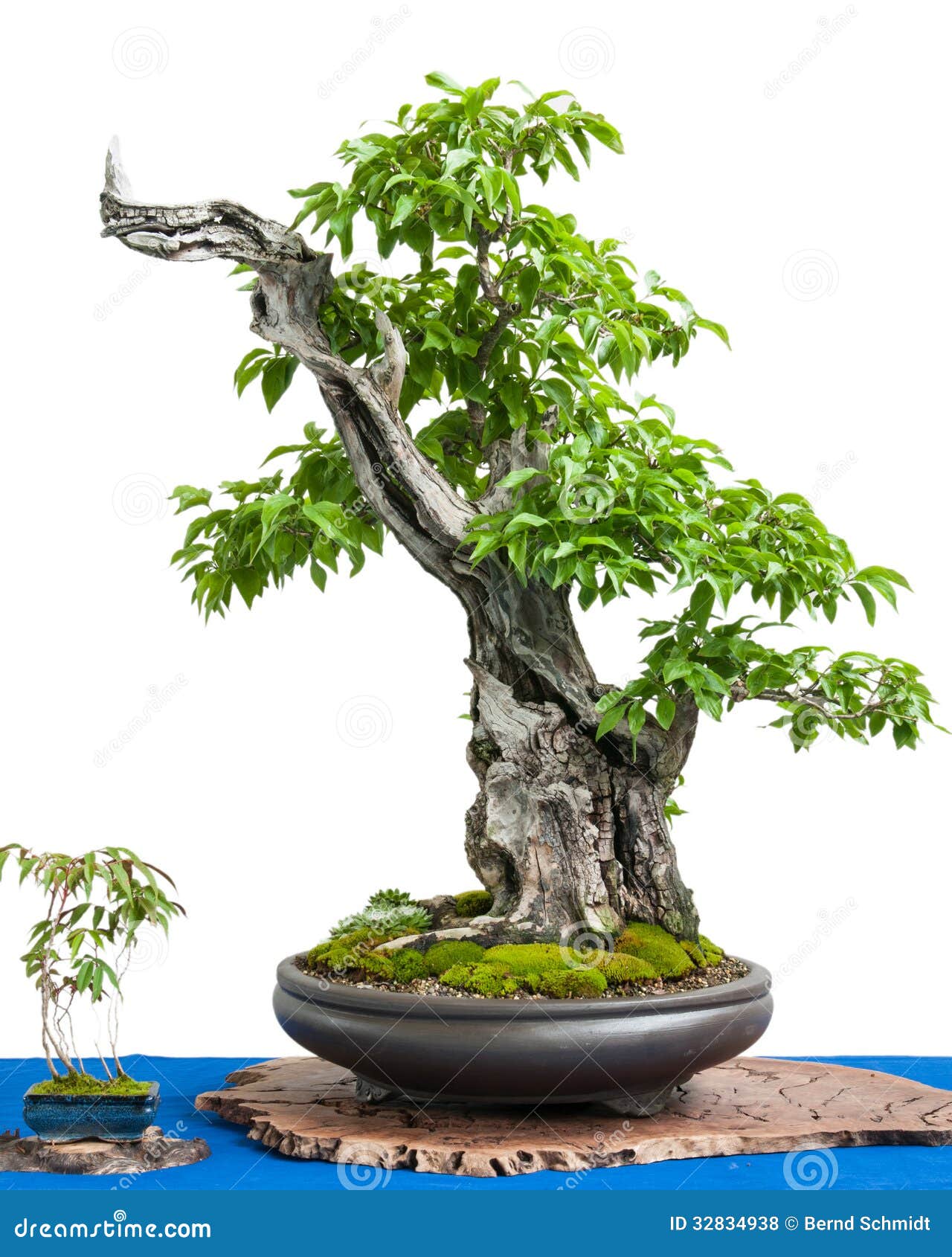 Cornel Cherry (Cornus Mas) As Asian Art Of A Bonsai Tree Royalty ...
