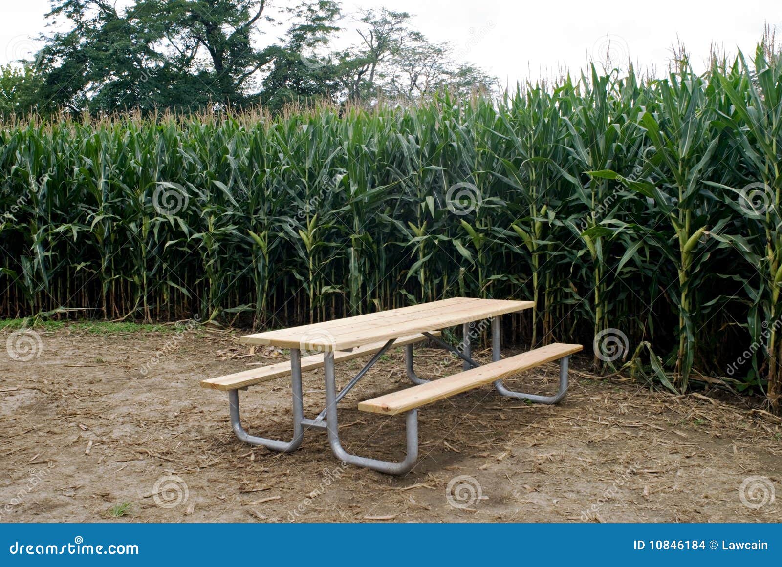 Rural setting of a cornfield with a picnic table in clearing.