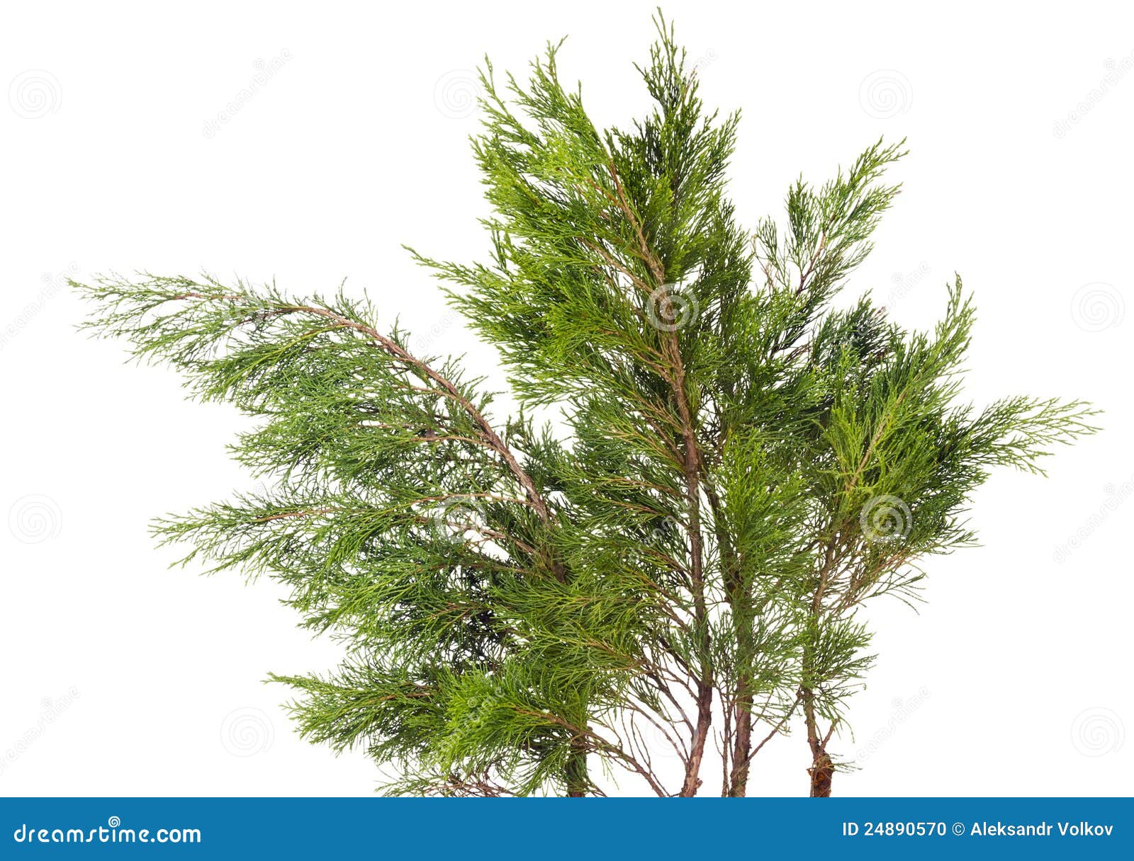 clip art juniper tree - photo #49