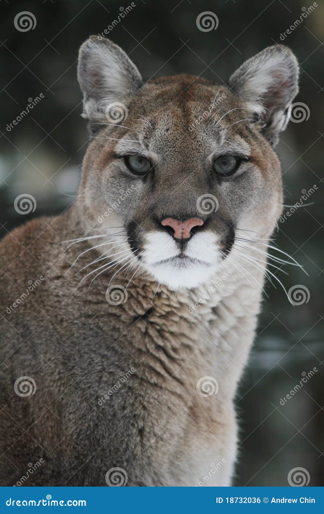 cougar-headshot-18732036.jpg