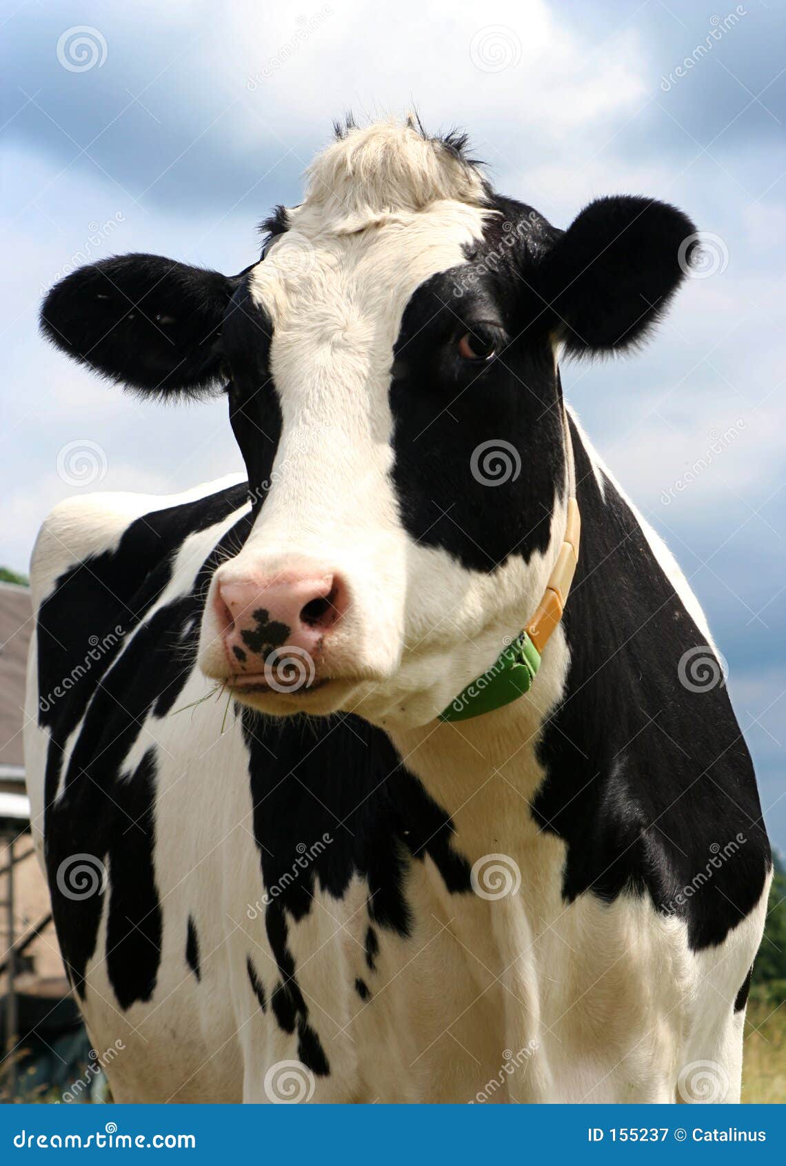 cow 155237