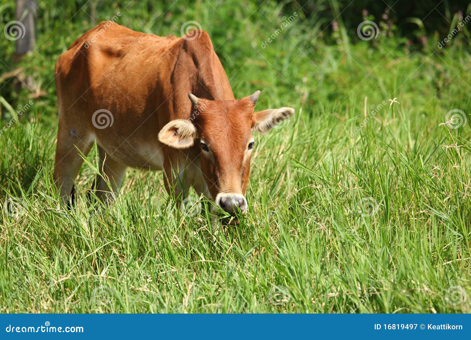 eats grass cow grass royalty free stock photography image 16819497 eats grass cow grass royalty free stock photography image 16819497