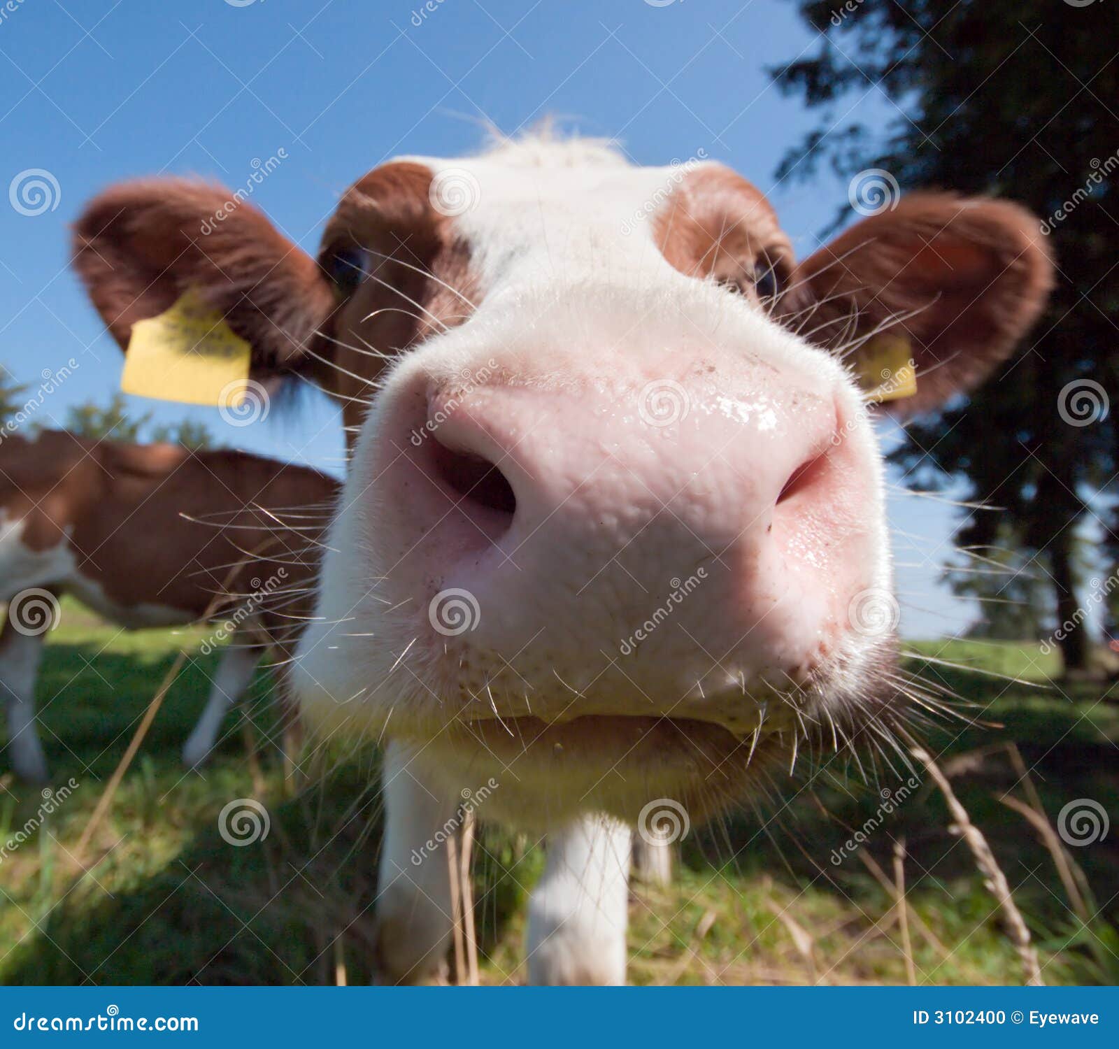 cow kisses clipart - photo #10