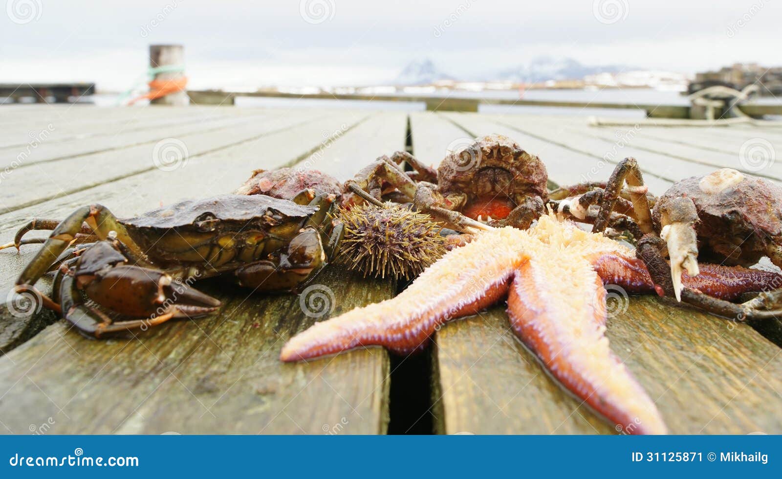 Fishing in Norway. Inhabitants of the Sea Floor.