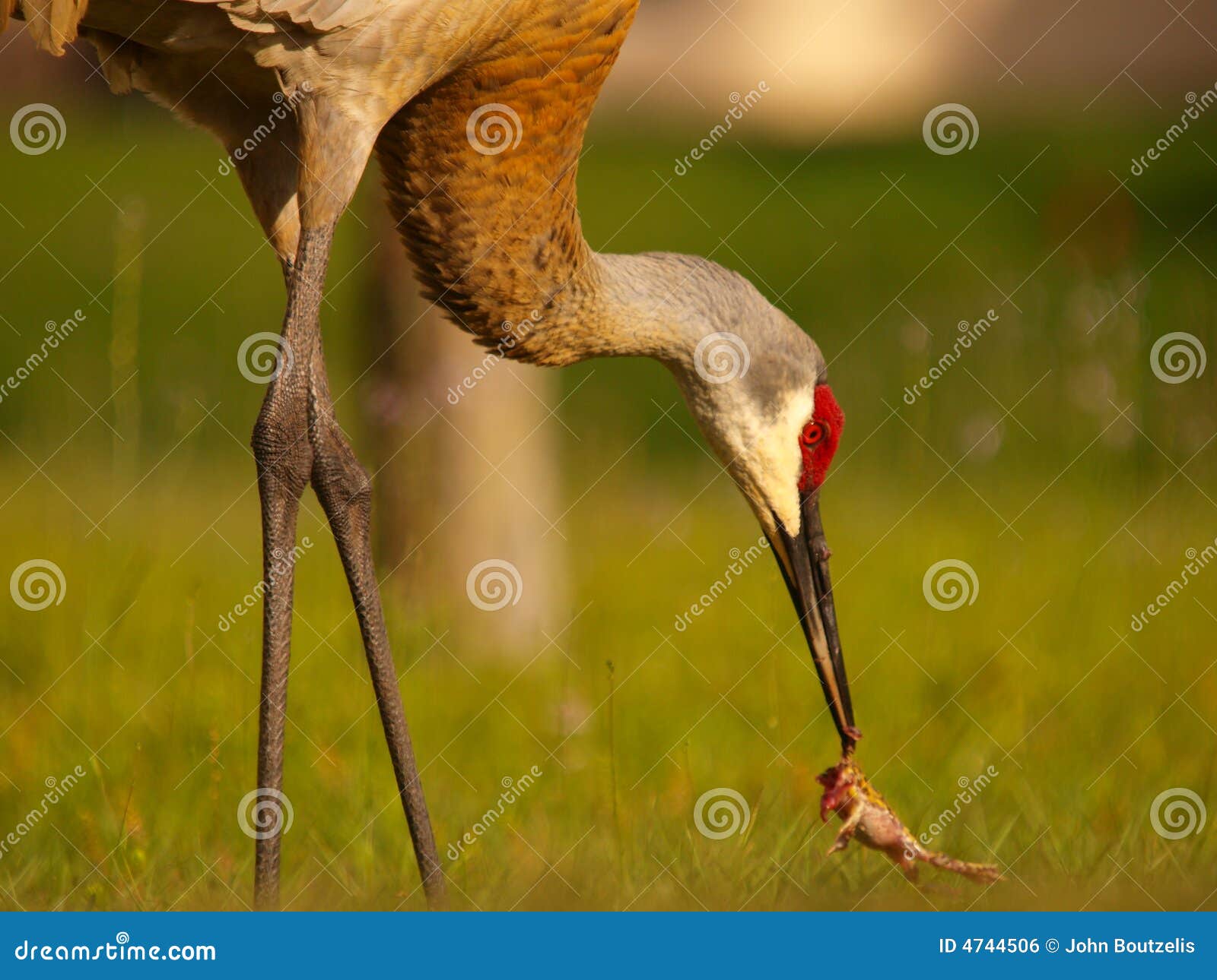 Crane Royalty Free Stock Image - Image: 47445061300 x 1065