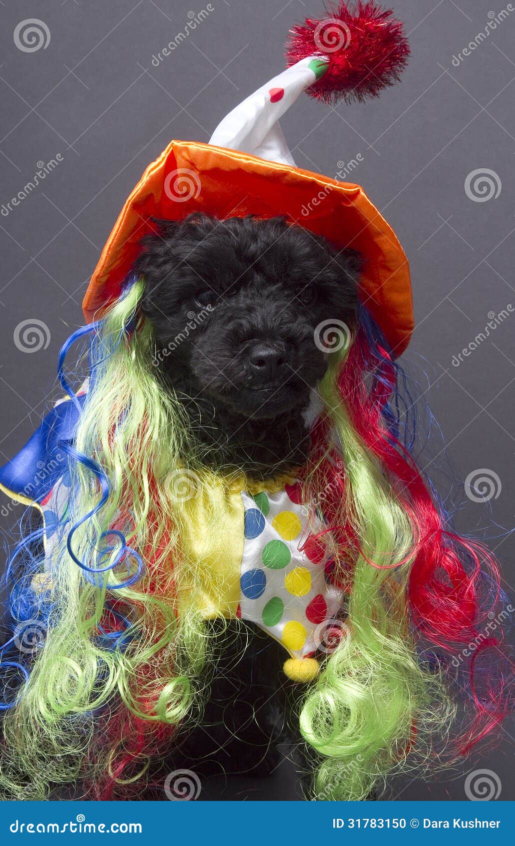 [Image: crazy-clown-dog-poodle-rainbow-wig-costu...783150.jpg]