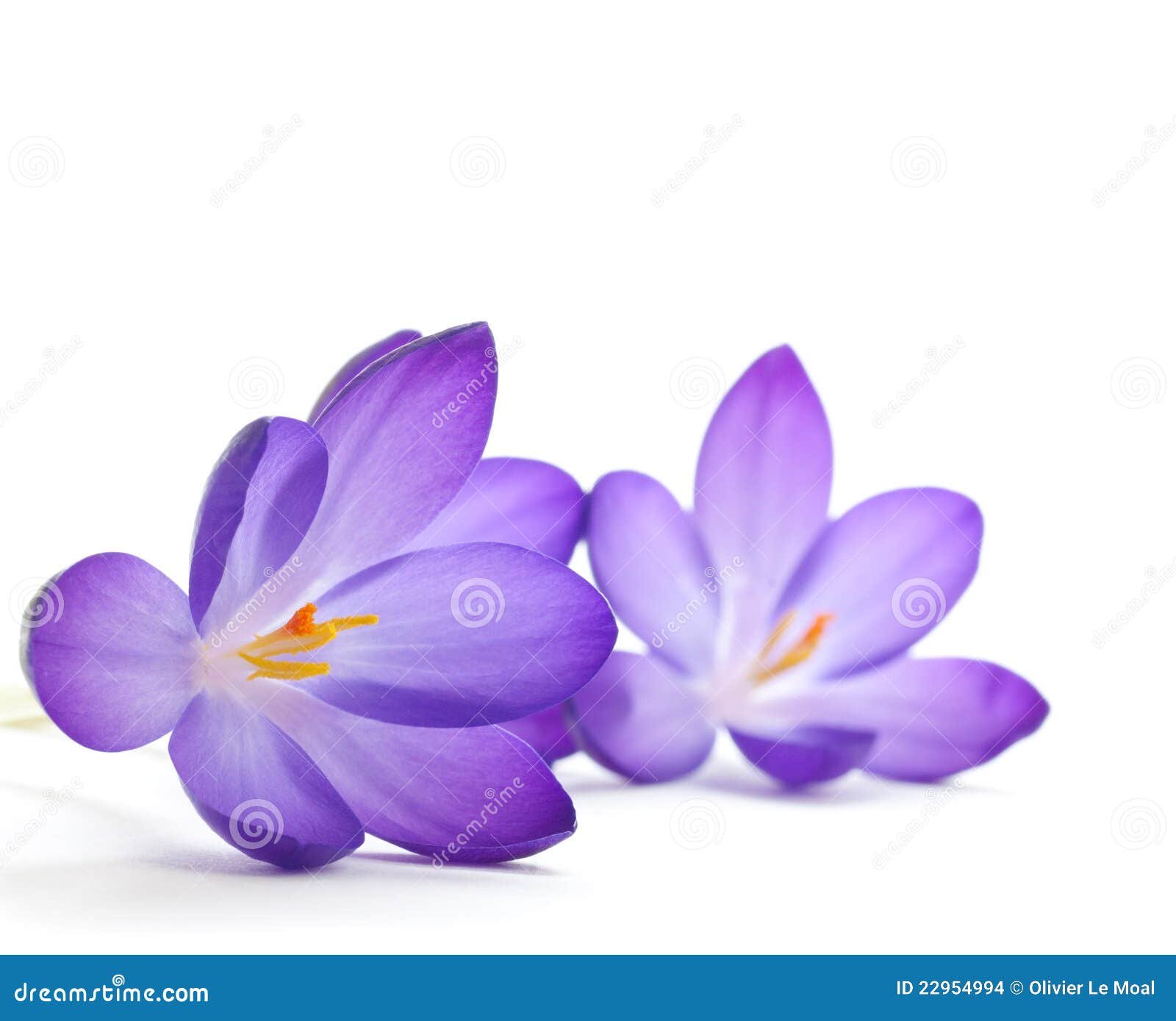 Krokus To You All Krokus To You All