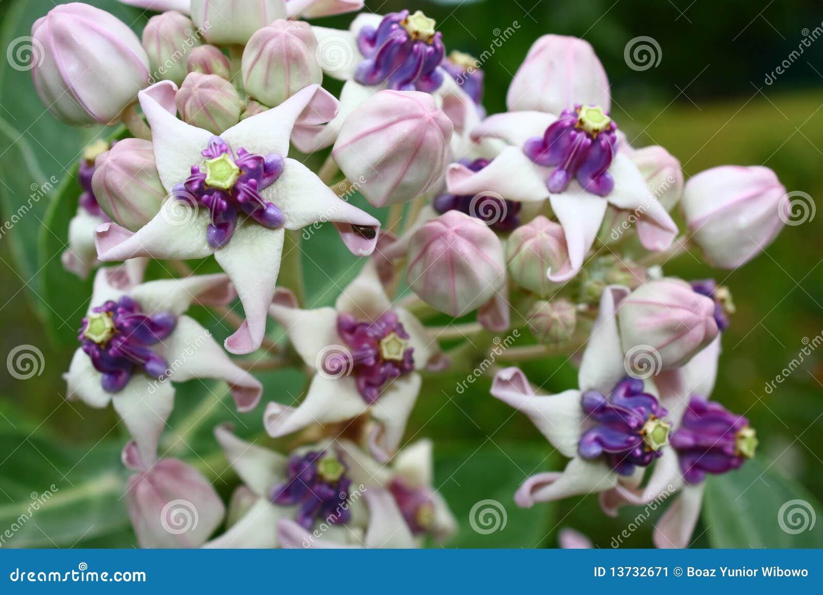 13732671 Image: Flower (Calotropis flower Crown Stock Image crown Gigantea) in malaysia 13732671 Image: Flower (Calotropis flower Crown Stock Image crown Gigantea) in malaysia