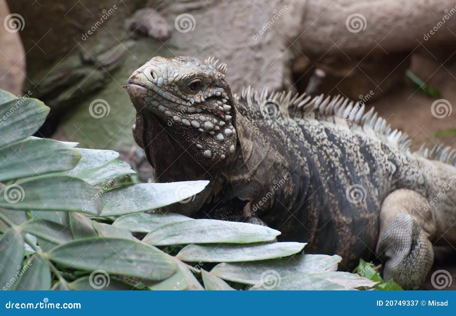 iguana cuban