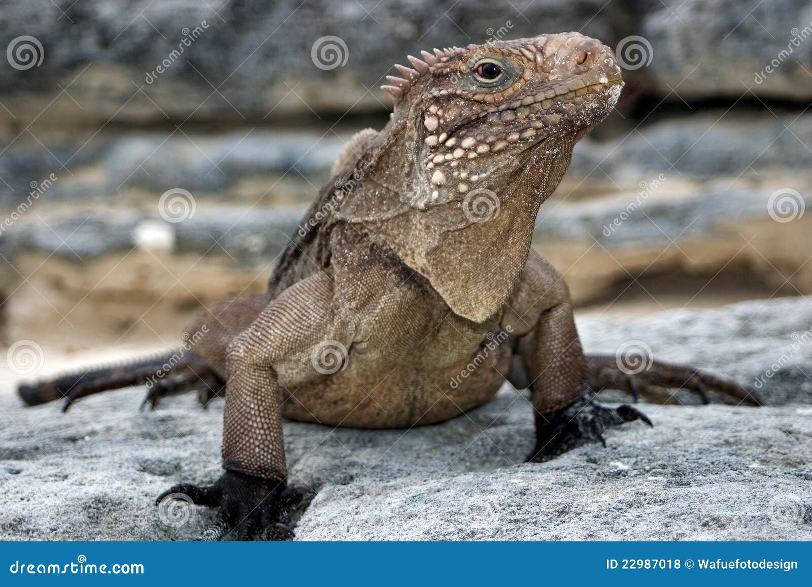 iguana cuban