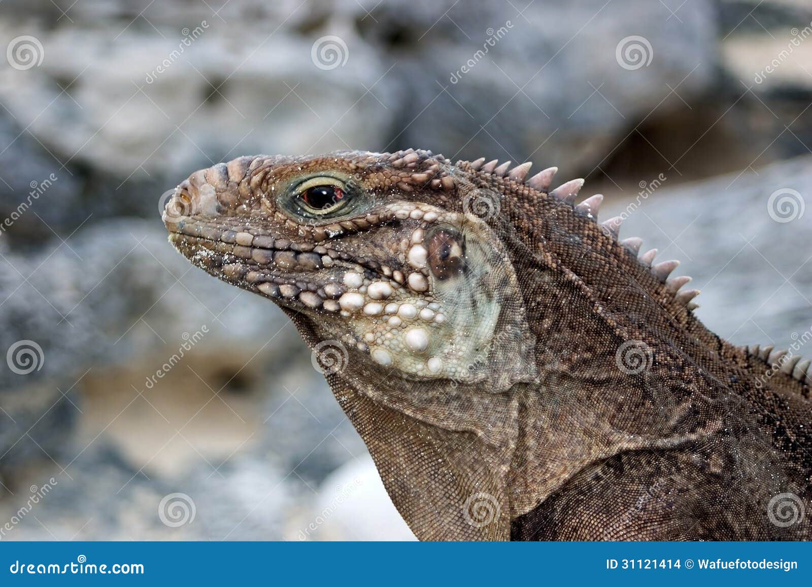 iguana cuban