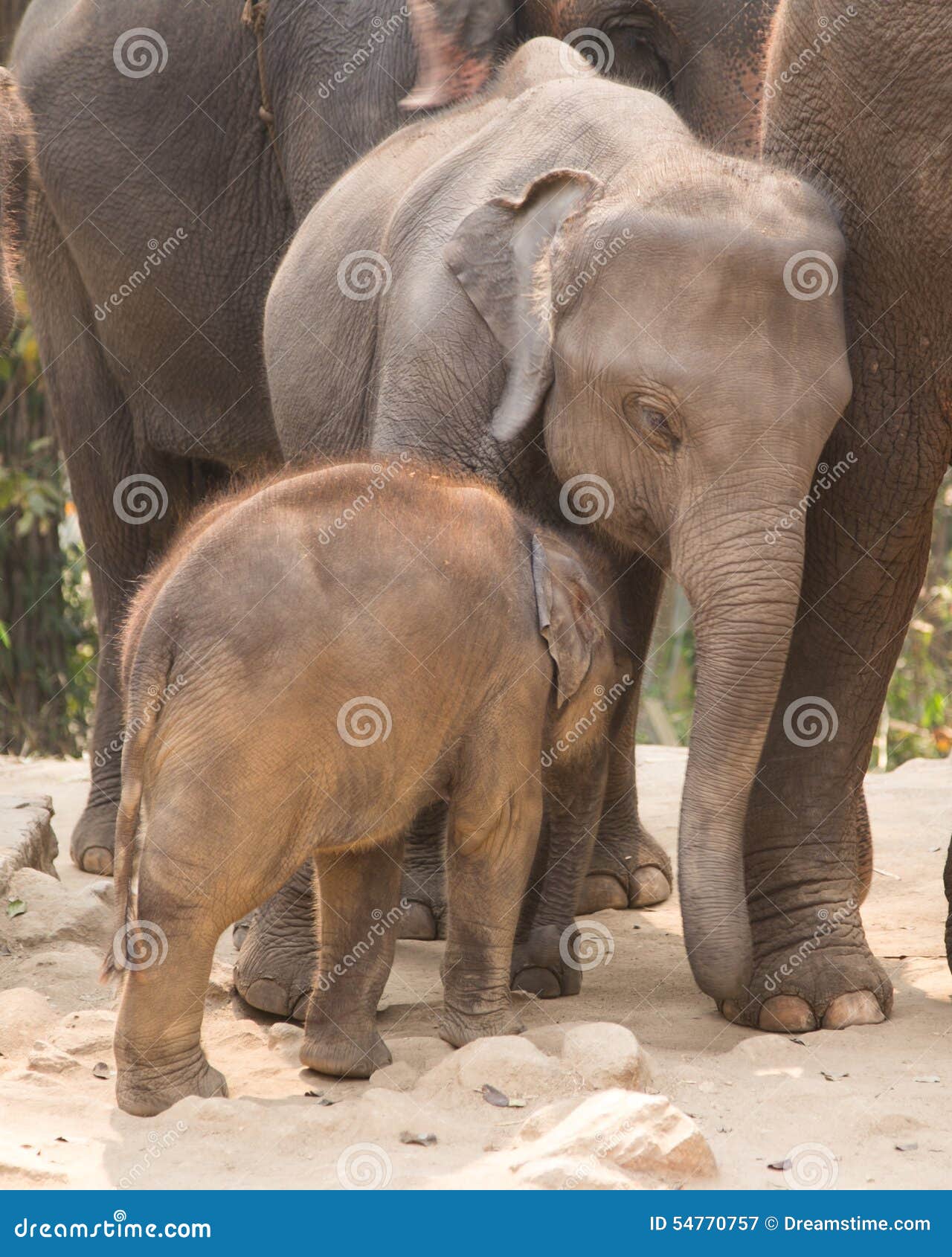 Cuddly Baby Elephant Stock Photo - Image: 54770757