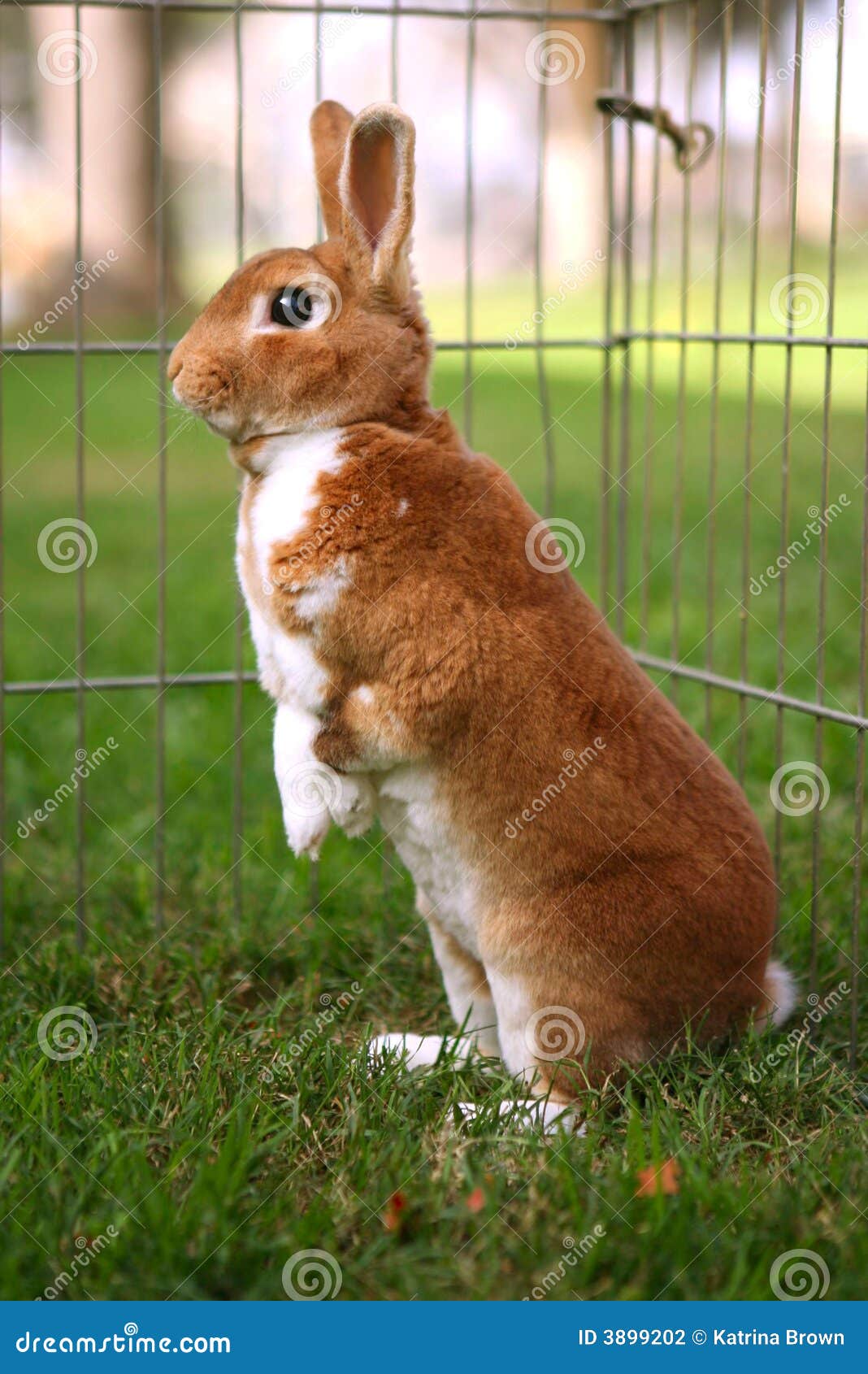 Curious Bunny Looking Around Stock Photography - Image: 3899202