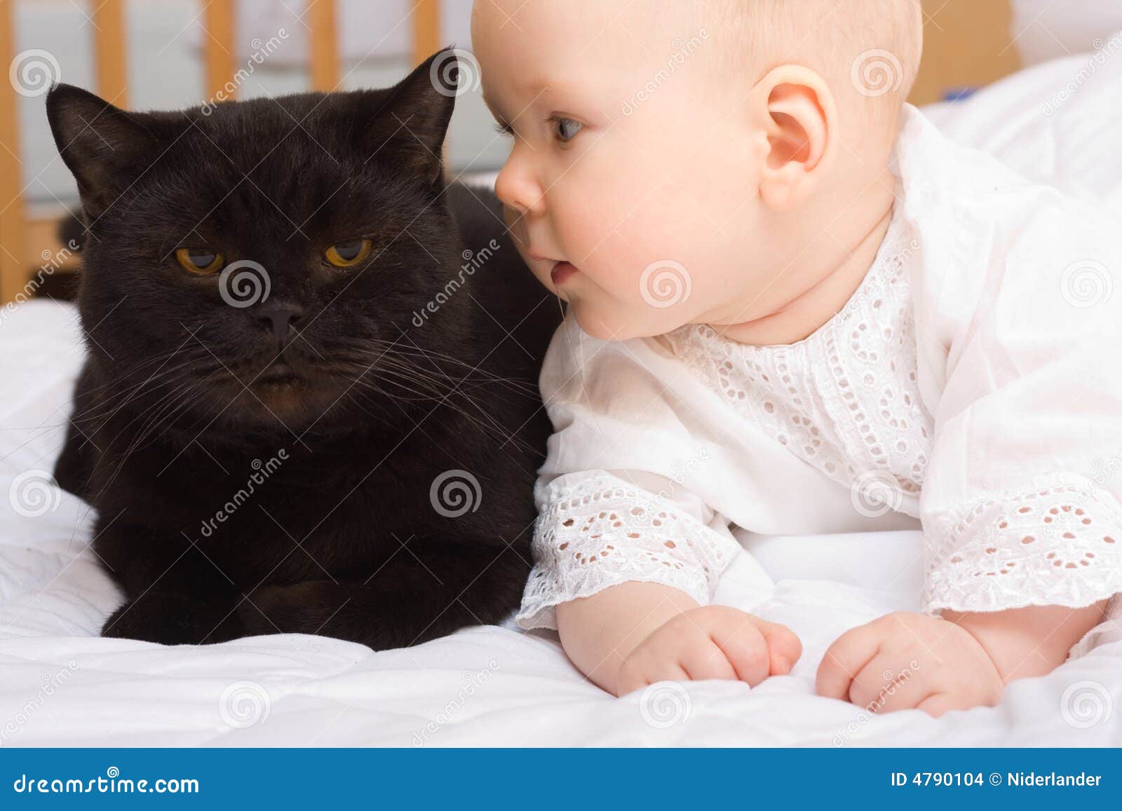Фотогалерея - Кошки и дети - Забавные фото кошек - CATS -галерея 89 Фотогалерея - Кошки и дети - Забавные фото кошек - CATS -галерея 42