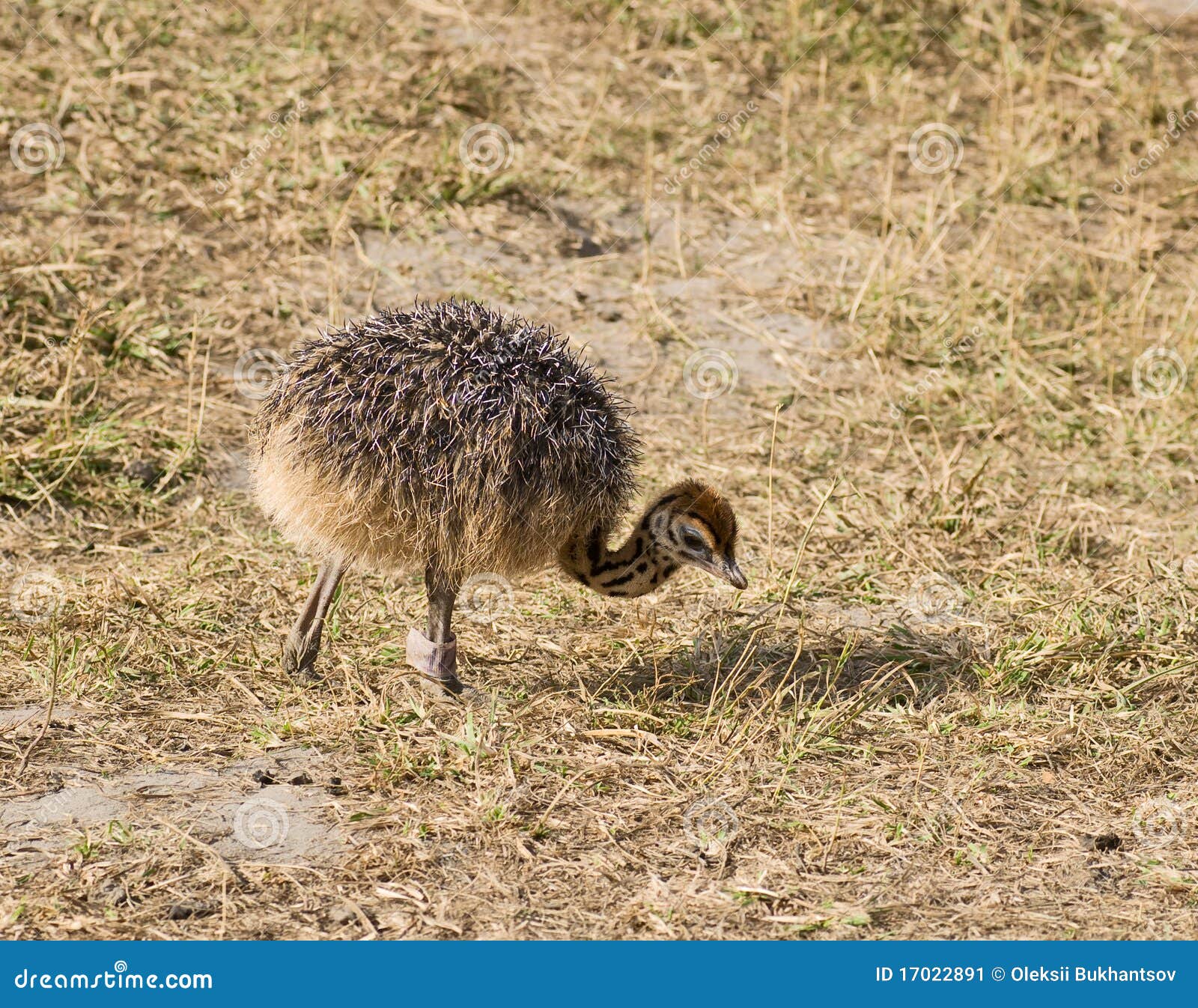 Baby Ostrich Cute baby ostrich stock image