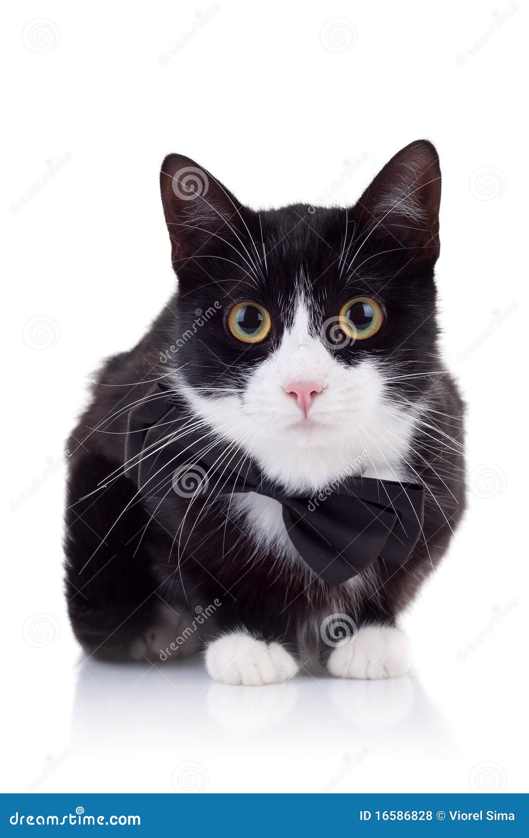 Cute Black And White Cat Royalty Free Stock Photos - Image: 16586828