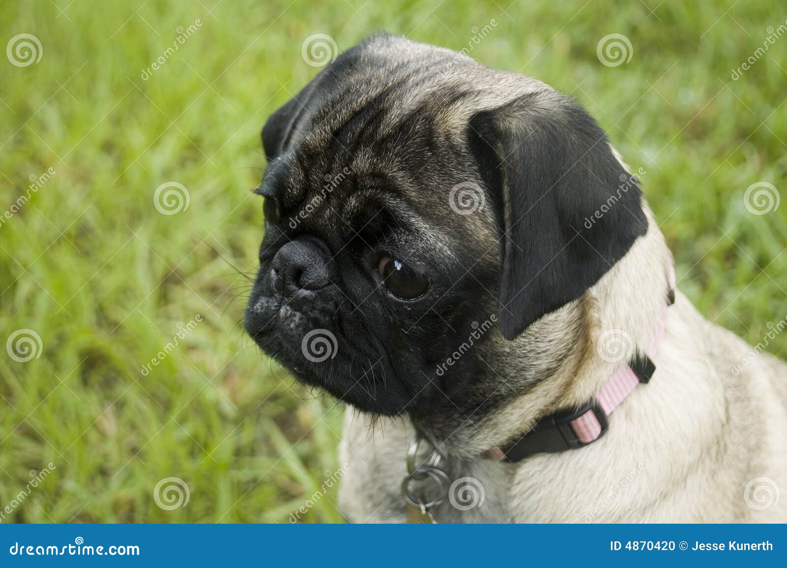 aggressive pug behavior aggressive pug breeds picture aggressive pug behavior aggressive pug breeds picture