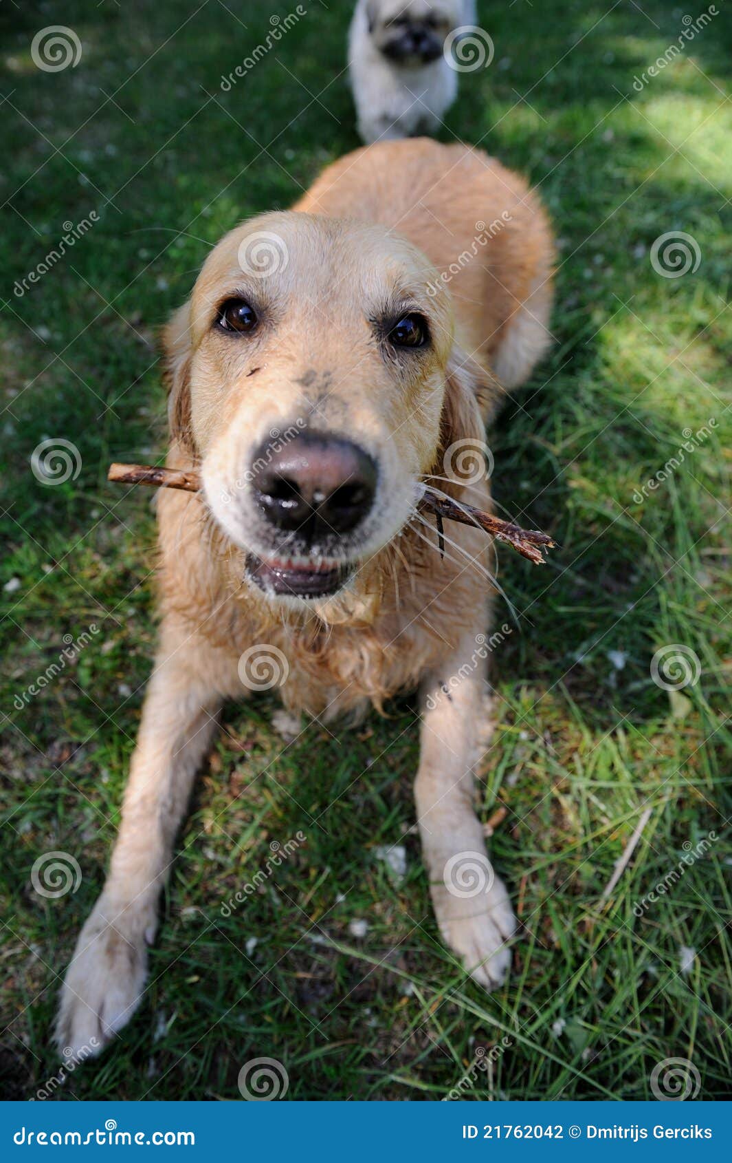 walking golden retriever puppy healthy golden retriever walking stock photography image 21762042 walking golden retriever puppy healthy golden retriever walking stock photography image 21762042