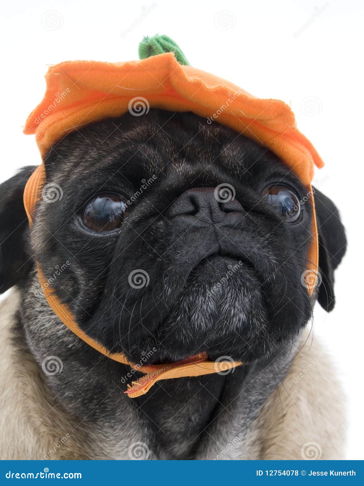pug with hat pug with pumpkin hat royalty free stock photos image 12754078 pug with hat pug with pumpkin hat royalty free stock photos image 12754078