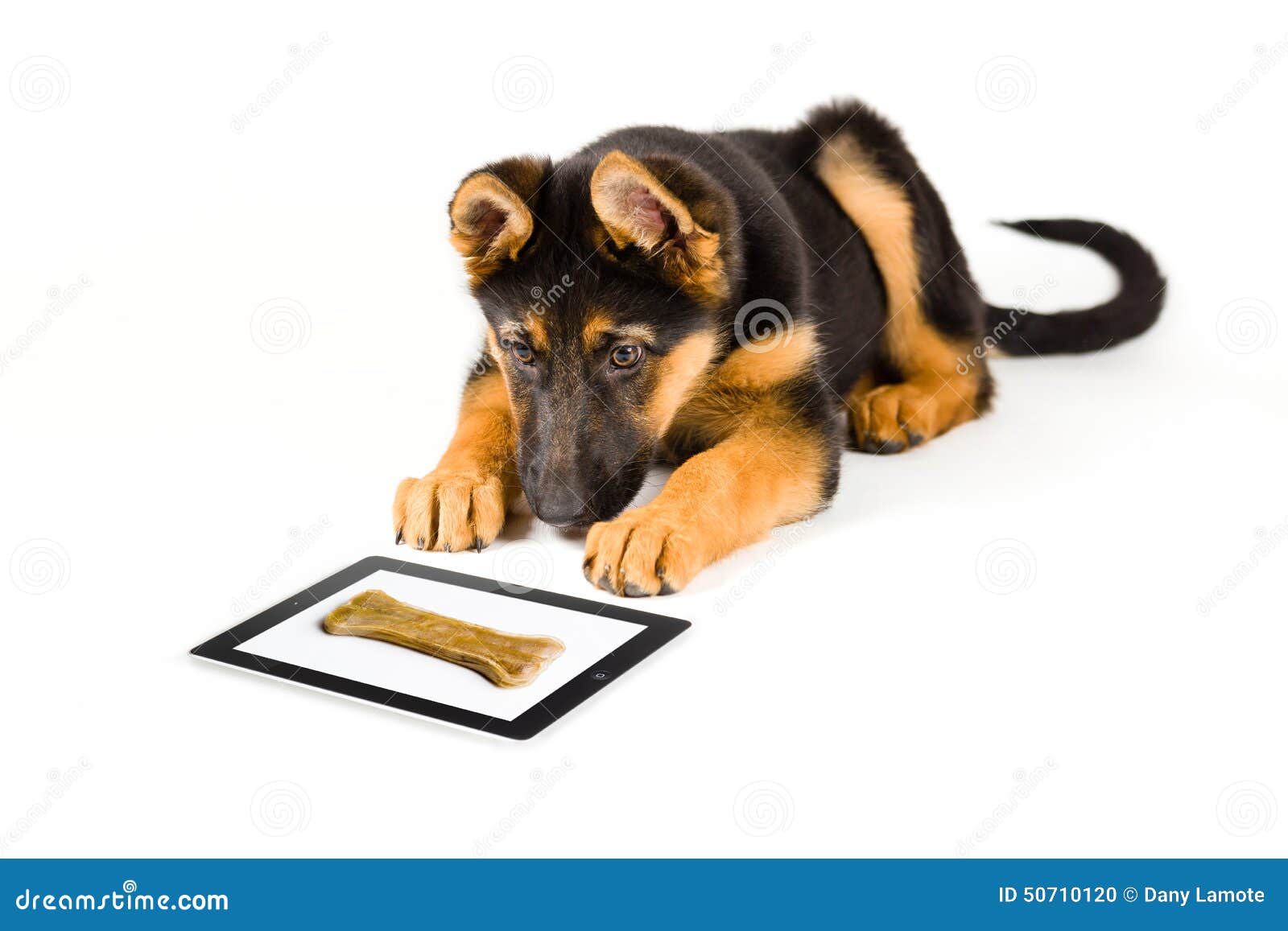 looking for a puppy puppy looking at bone on a tablet computer stock photo image 50710120 looking for a puppy puppy looking at bone on a tablet computer stock photo image 50710120