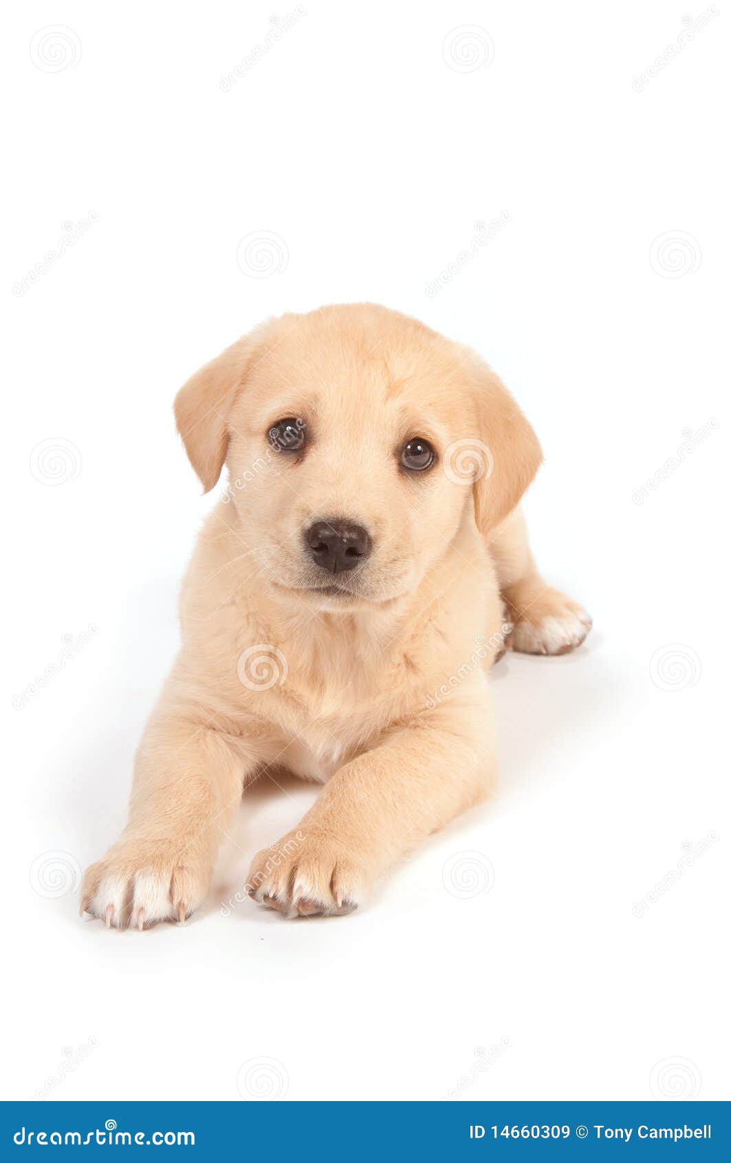 Cute Puppy On White Background Royalty Free Stock Images - Image: 14660309