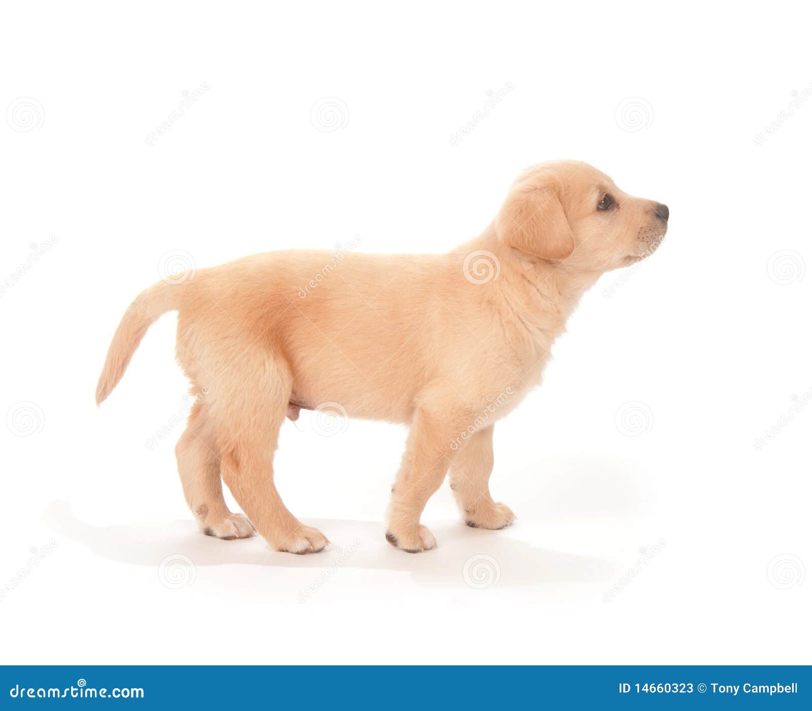 Cute Puppy On White Background Stock Photos - Image: 14660323